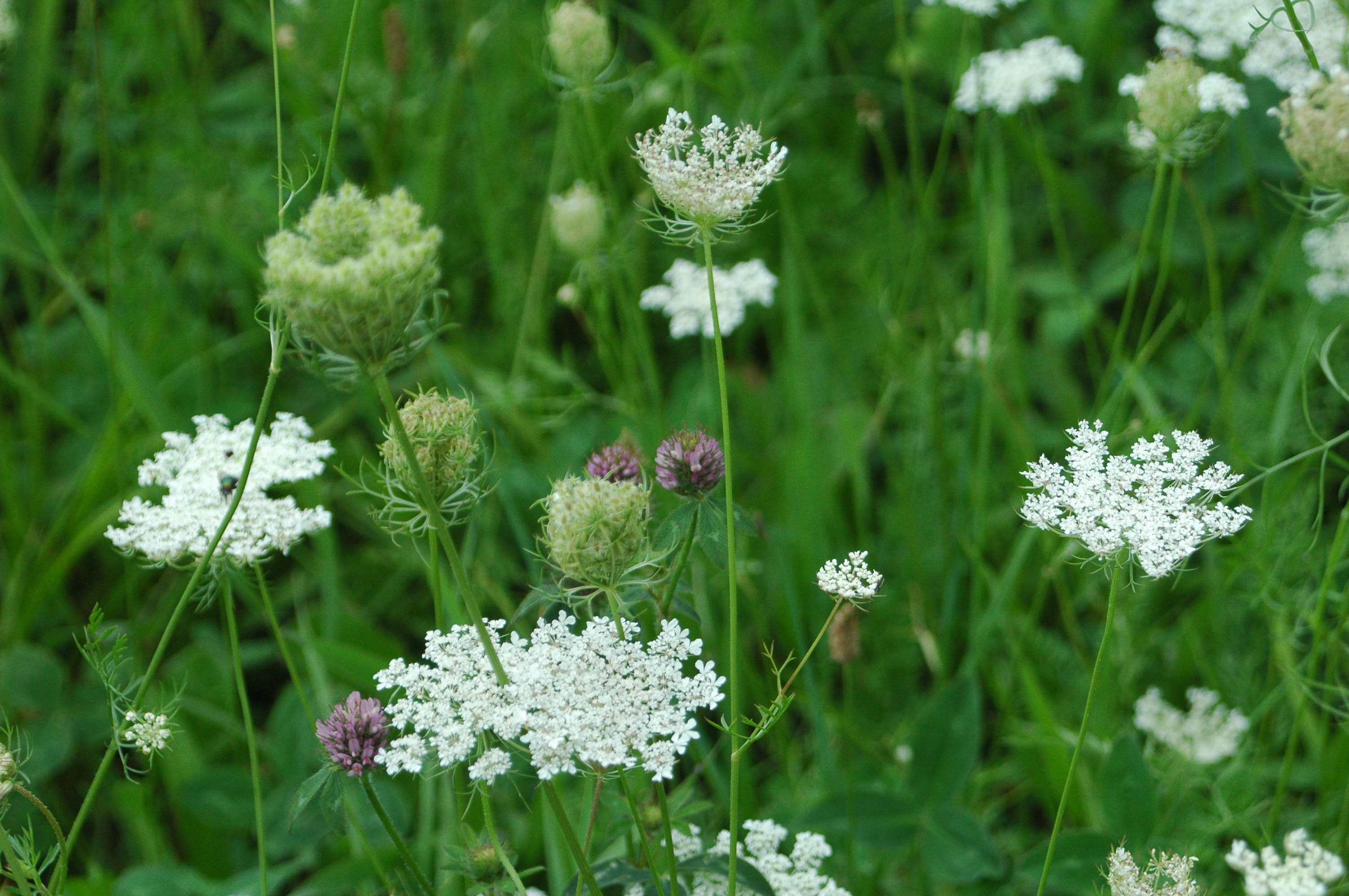 Wildflowers in summer