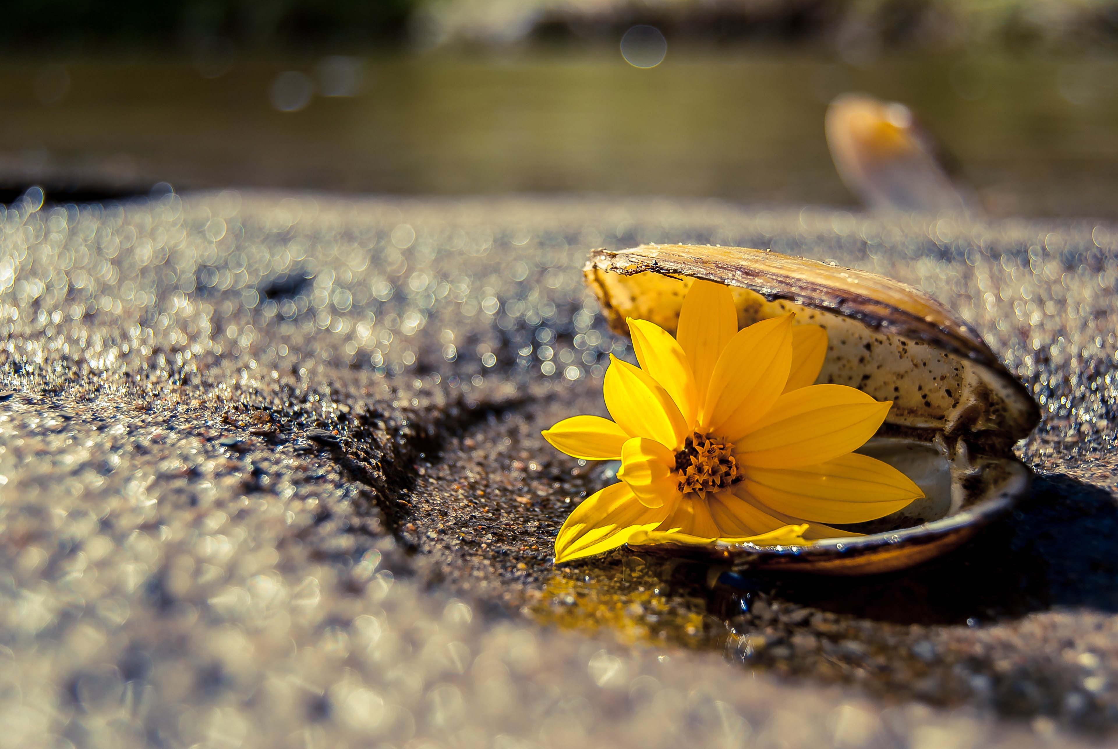 Taken along Turtle River