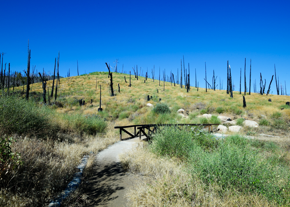 The Azalea Glen loop trail will take you through the forest that was ravaged by the Cedar Fire of 2003.