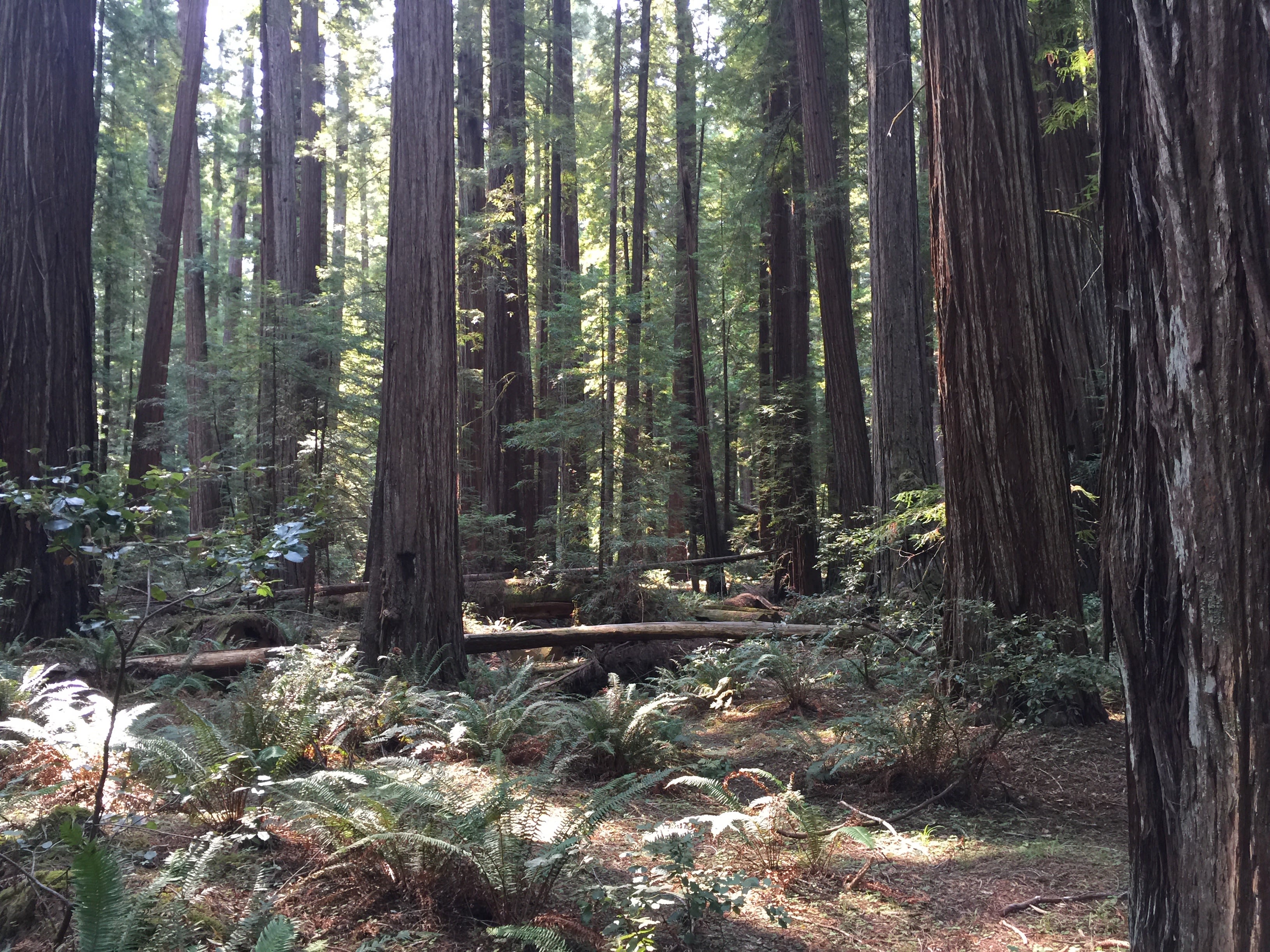 The 'Big Trees' area about .5 down the road