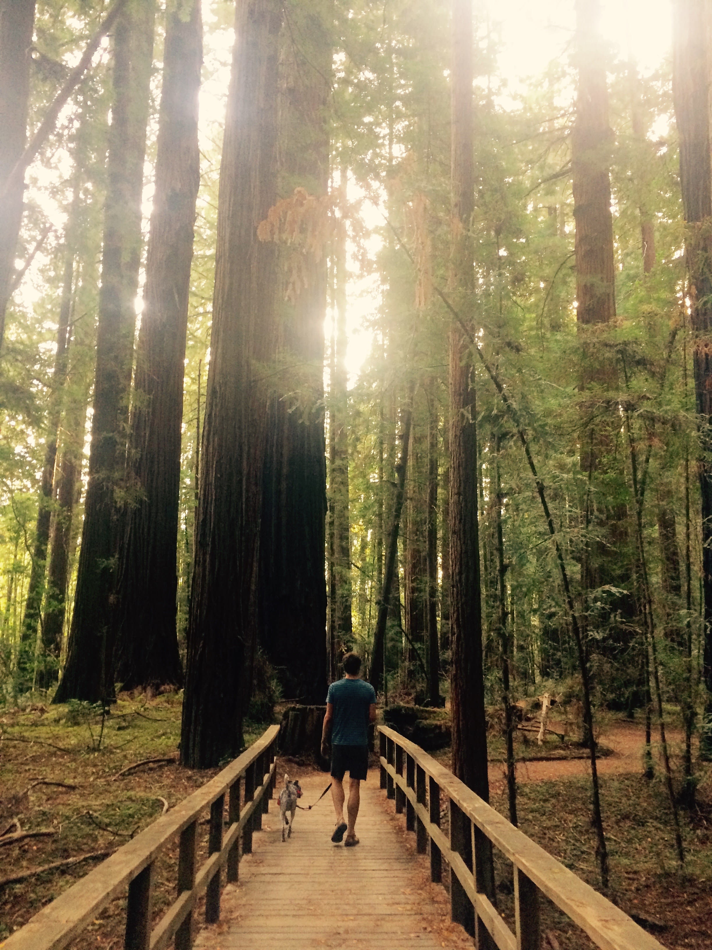 A stroll through the redwood grove