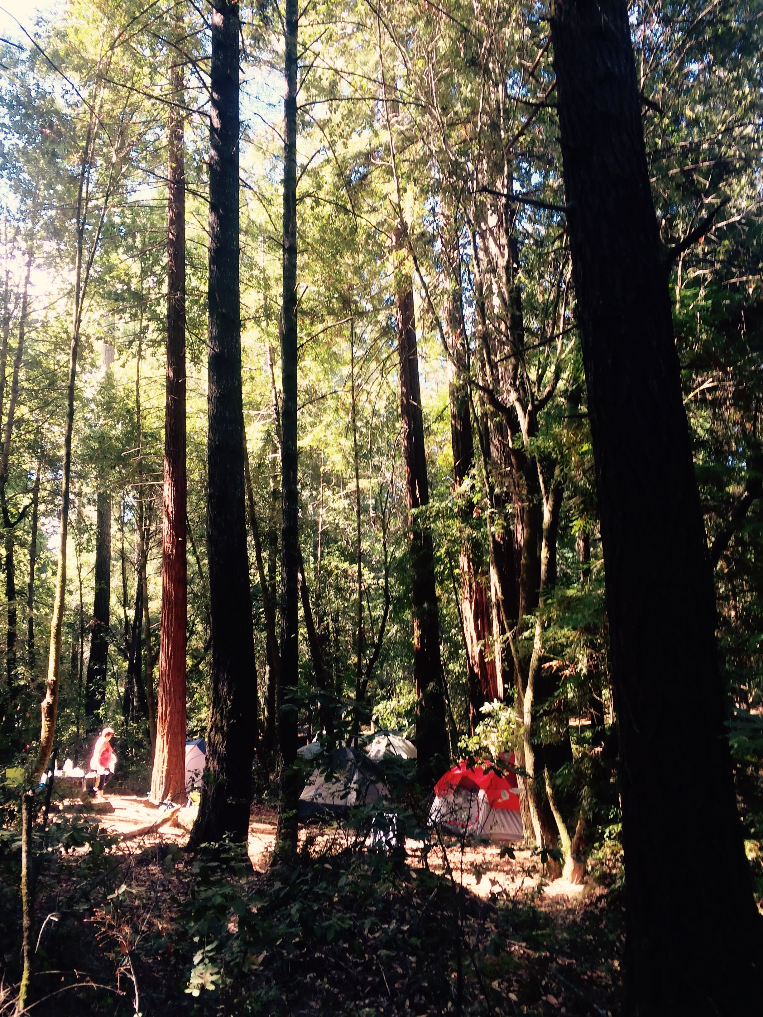 Tents in the campground