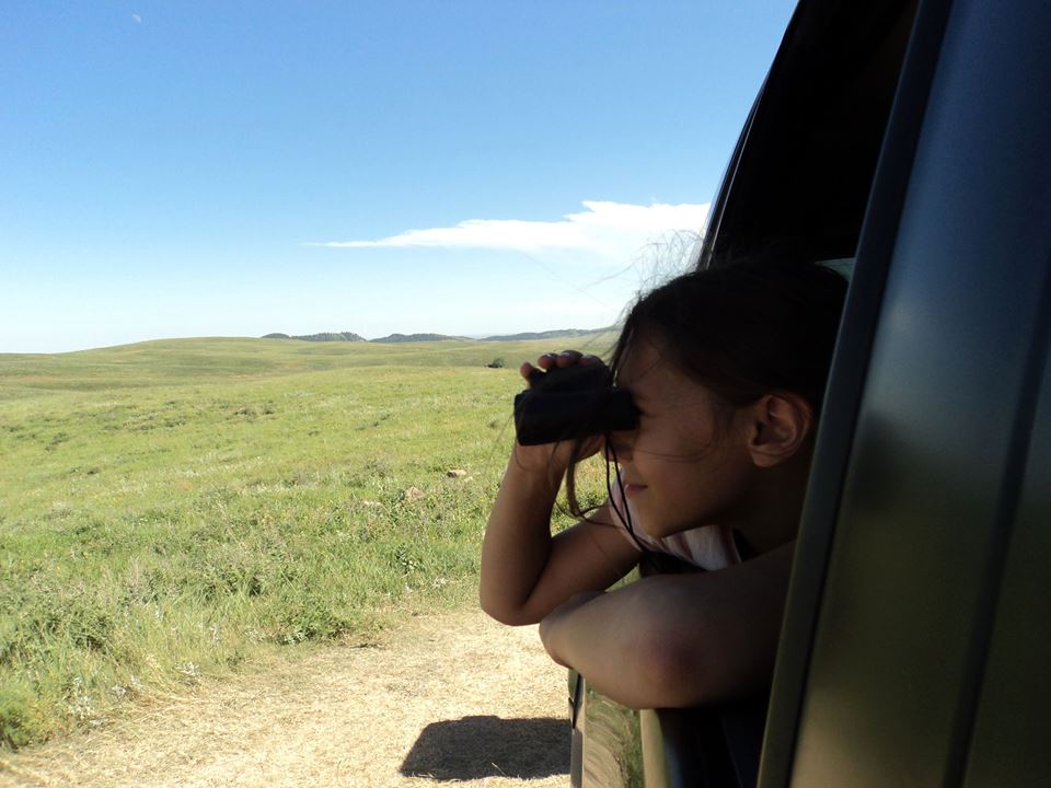 searching for buffalo in the park
