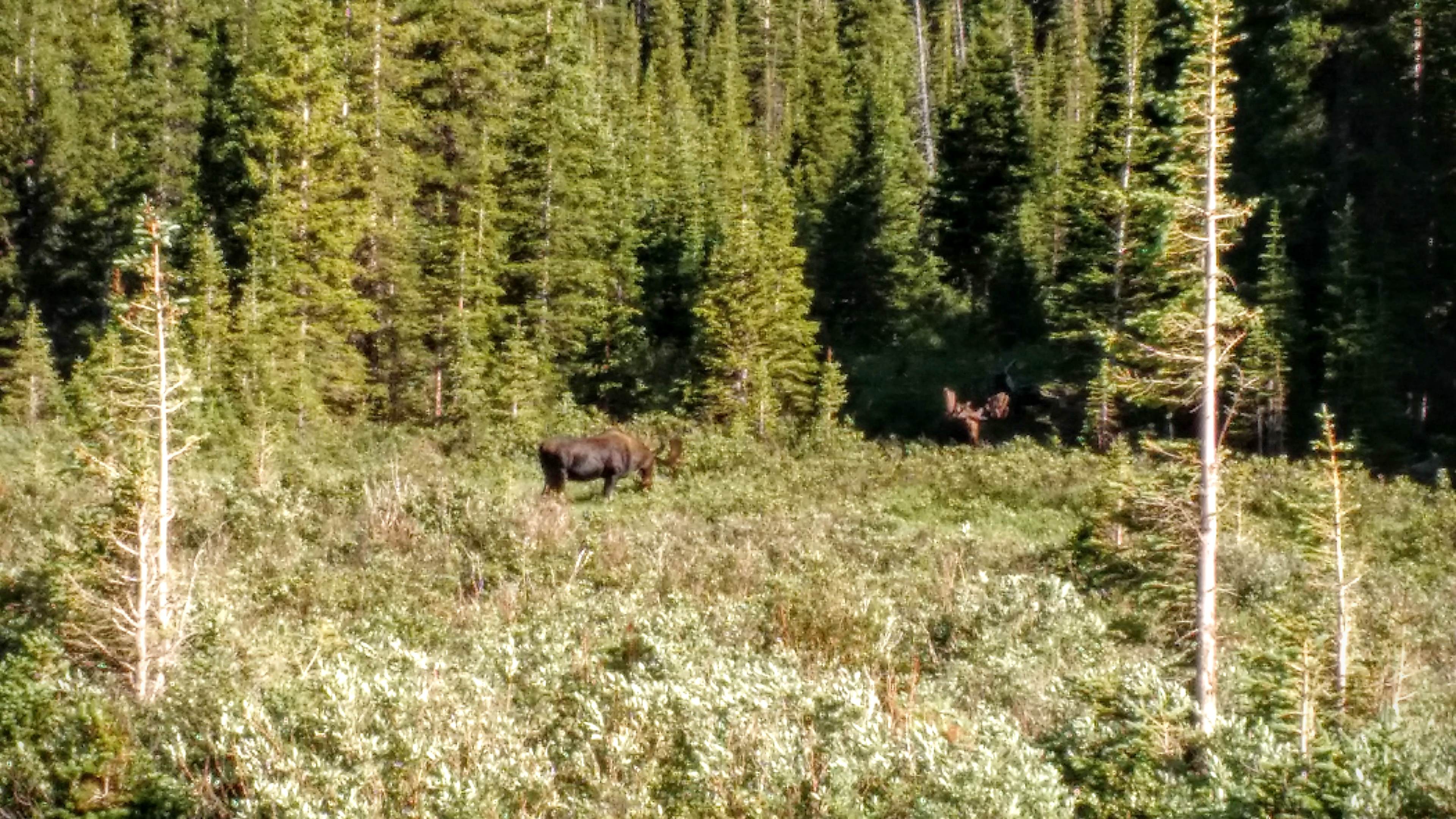 Yes, there are moose around the wilderness here.