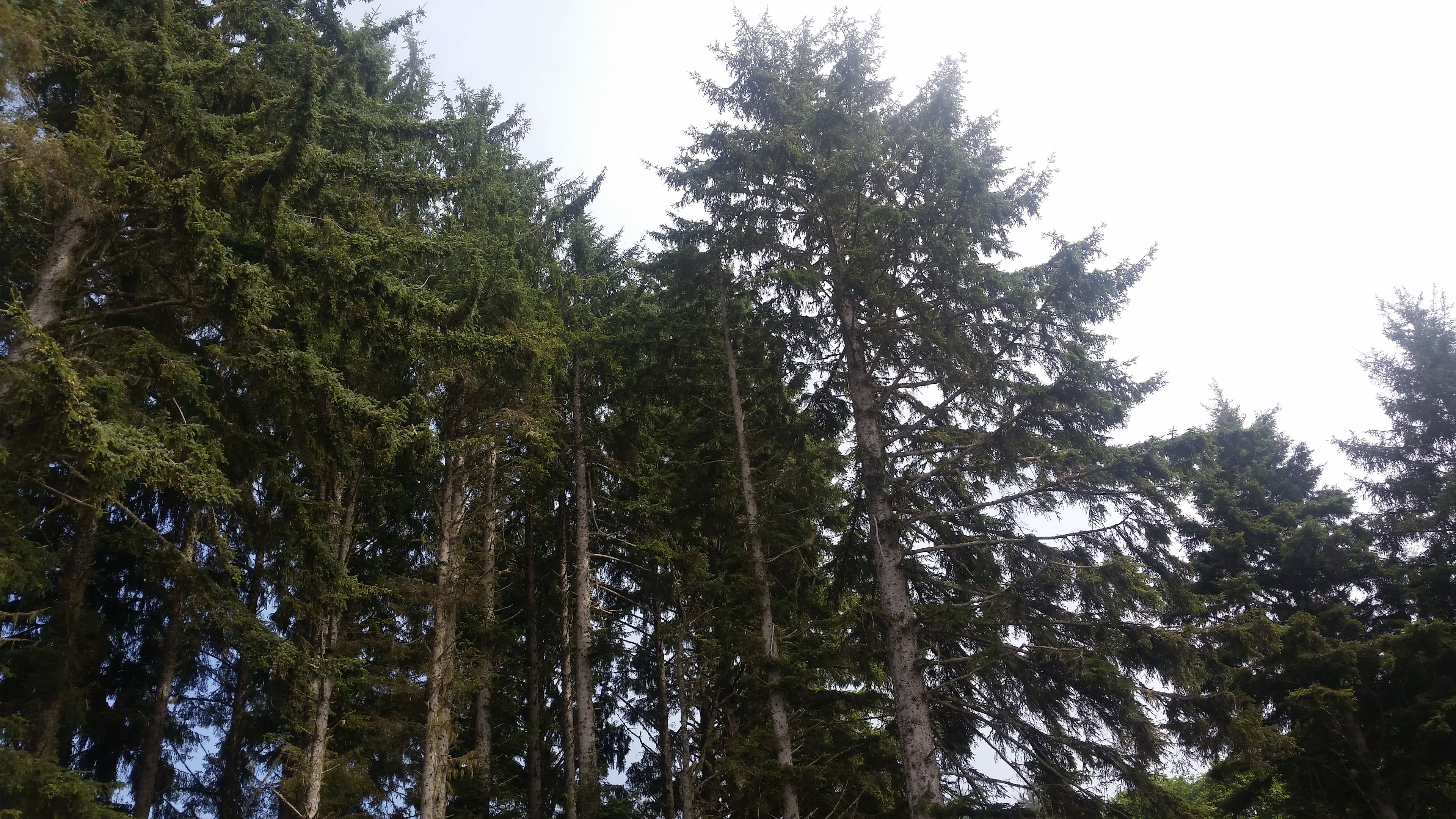 Sue-meg State Park (Patrick's Point State Park)