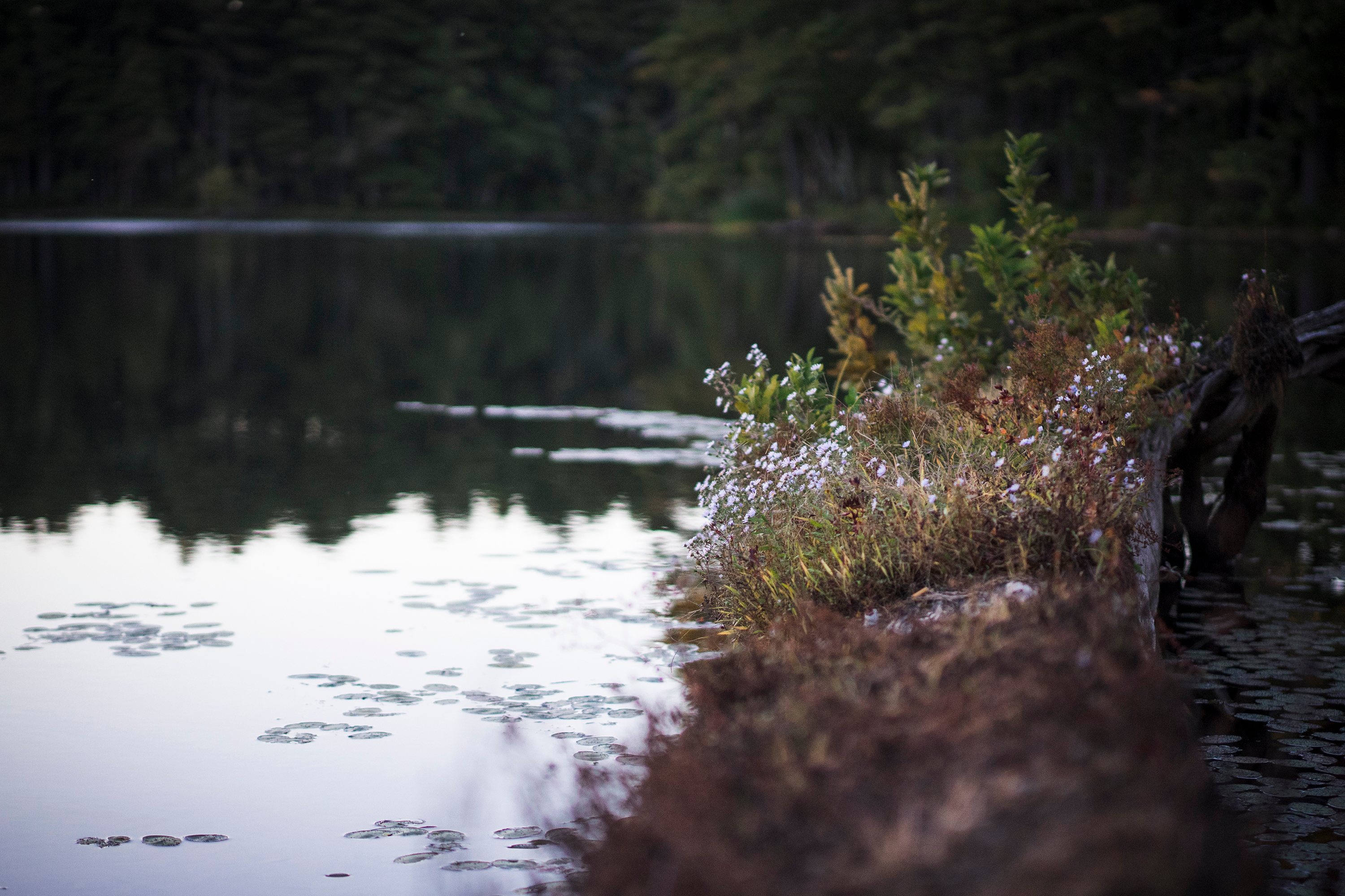 Quite the flora variety around the ponds on Harold Parker State Park.