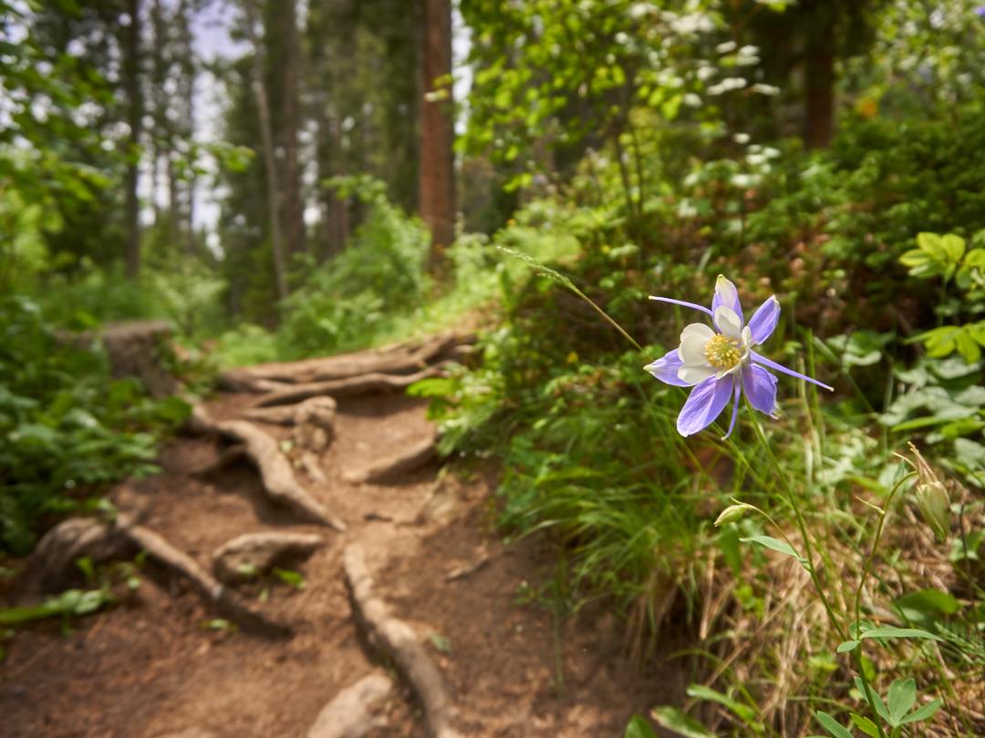 Explore the nearby trails for excellent wildflower viewing in the spring and early summer!