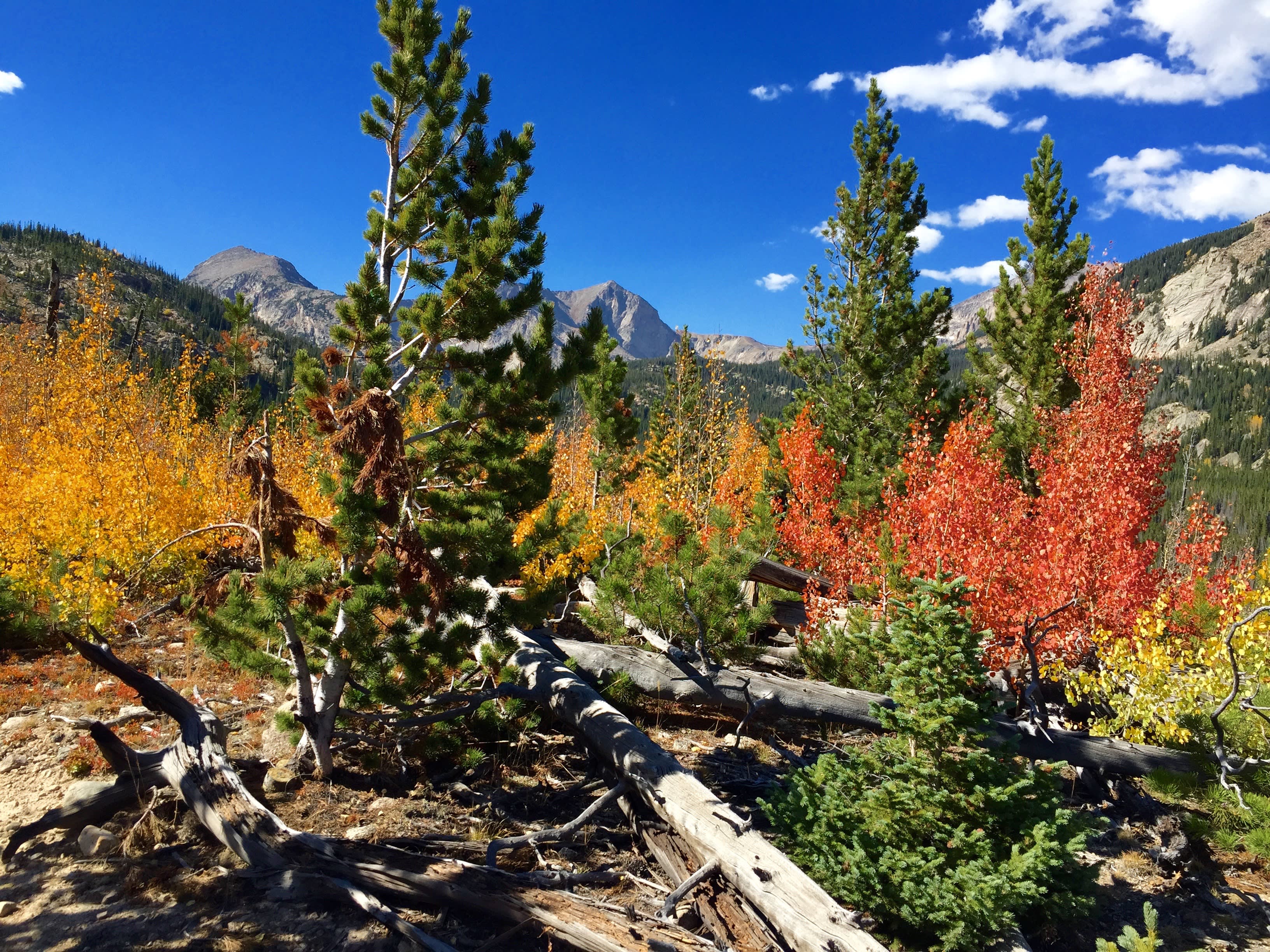 Great Fall colors in September in RMNP!