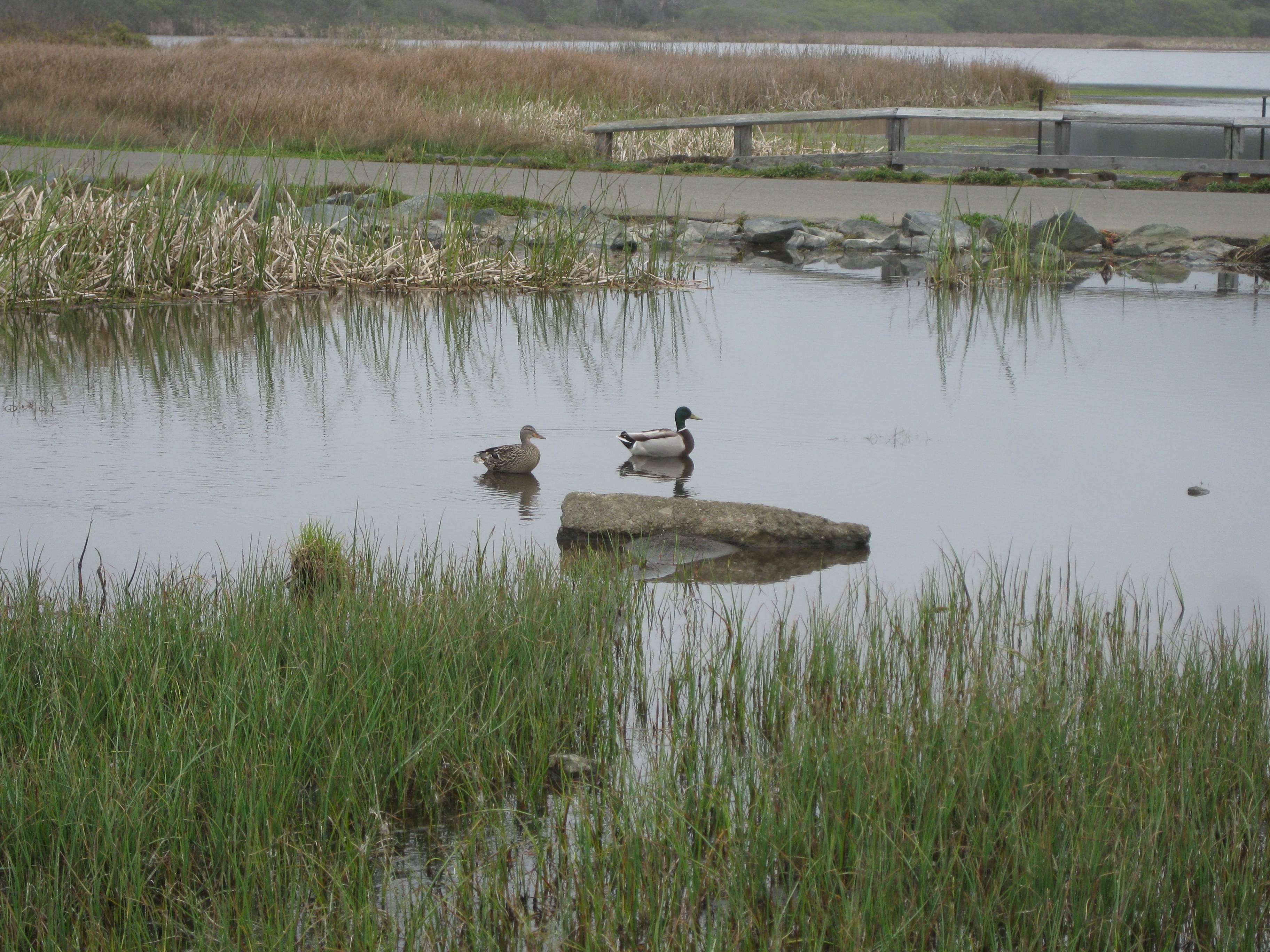 Birdwatching at the seaside pond.