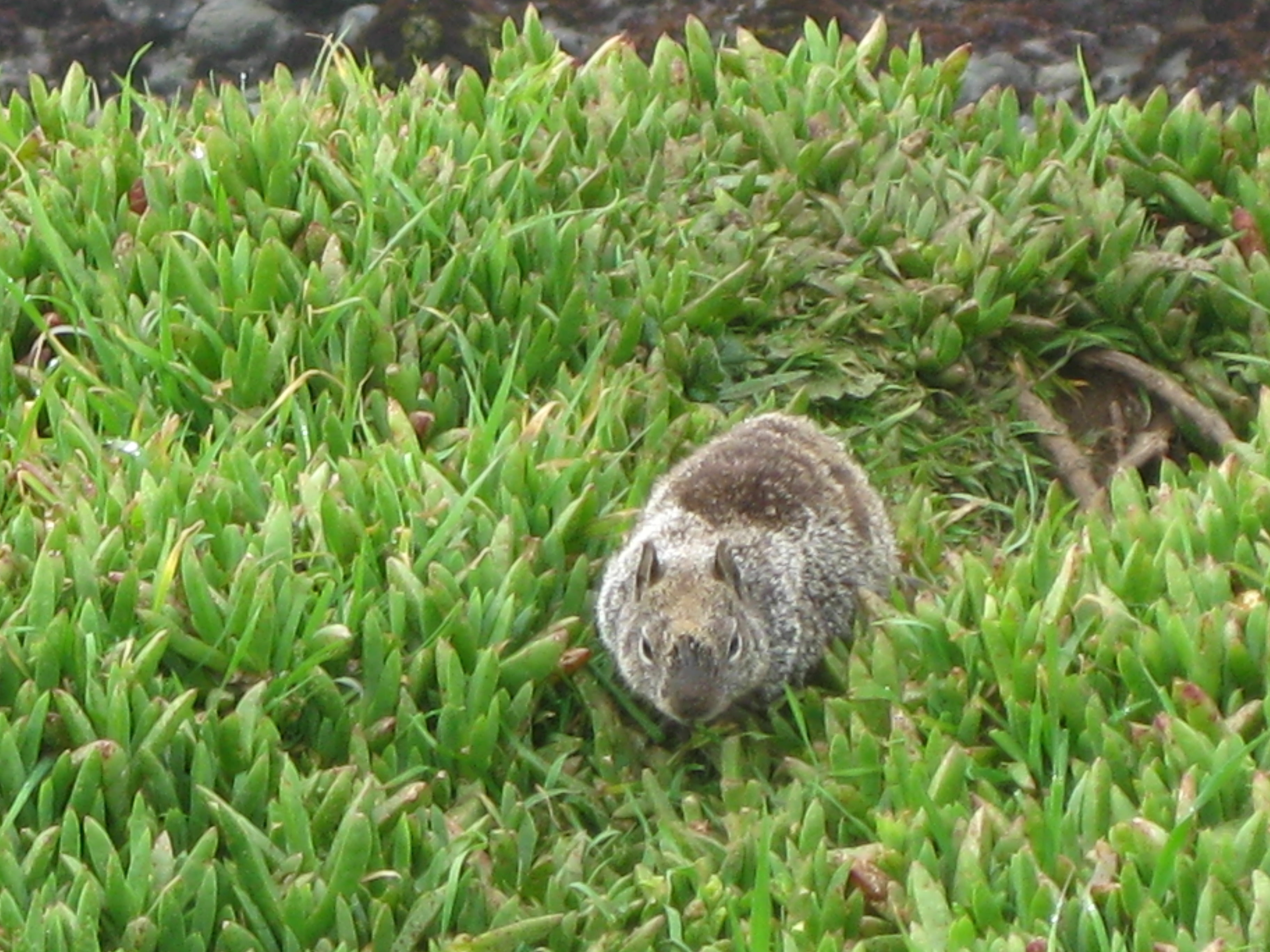 Ground squirrels abound!