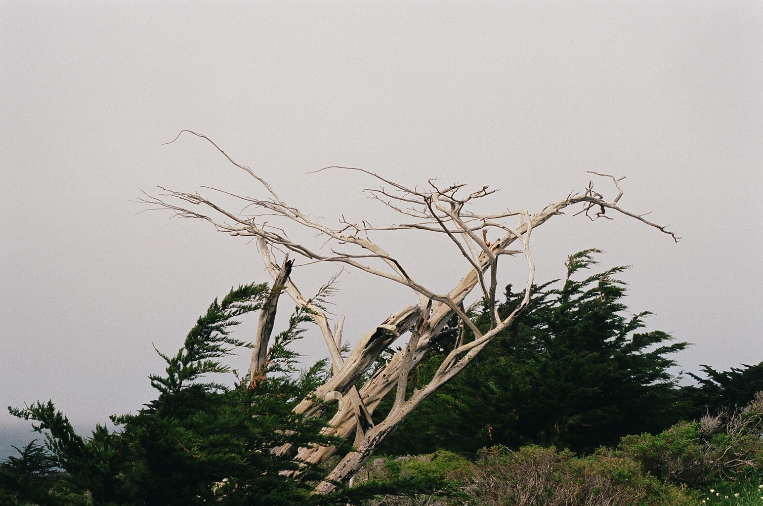 Tree at the battery up the hill