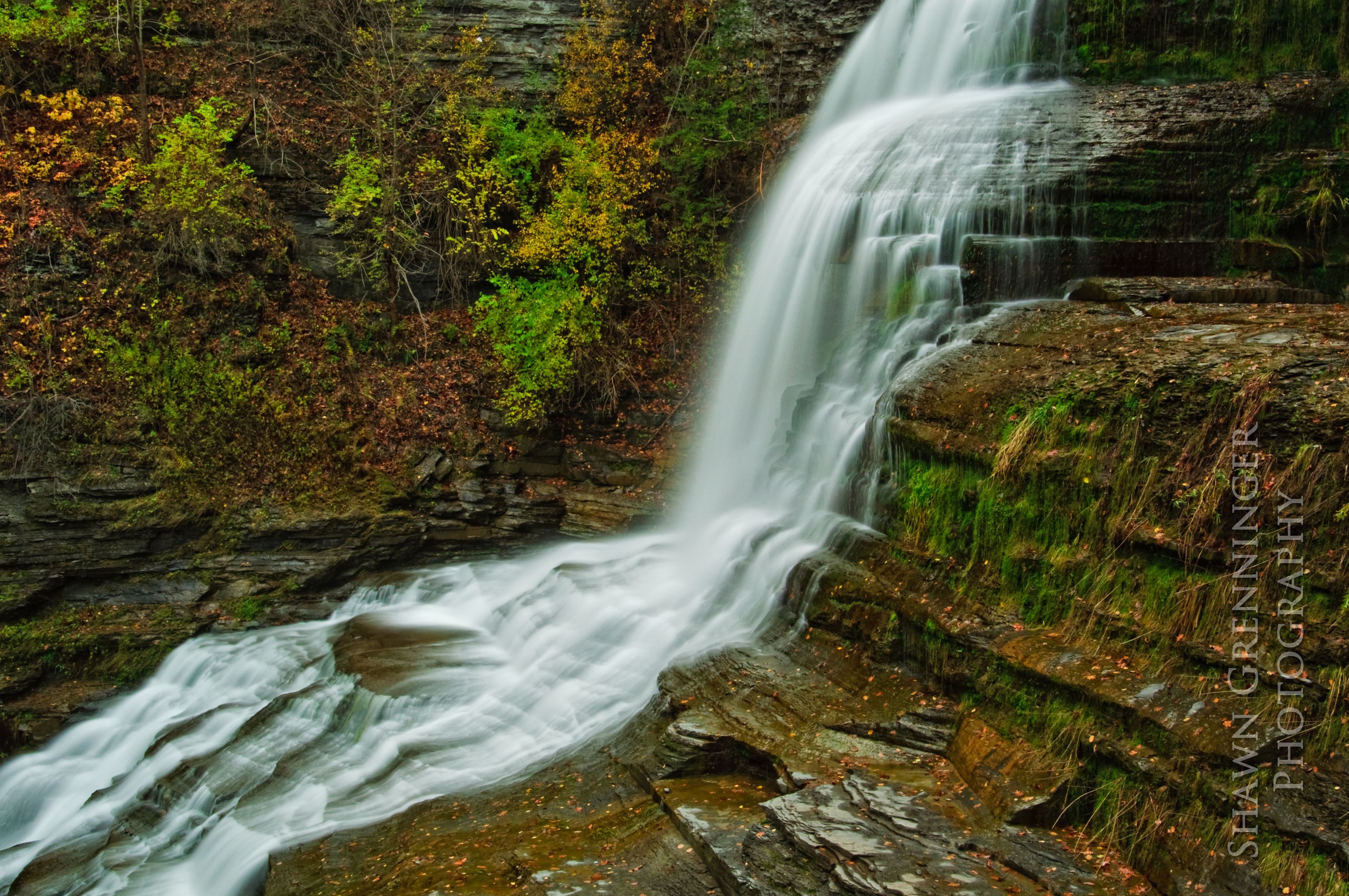 Close up of Lucifer in it's Autumn dress.