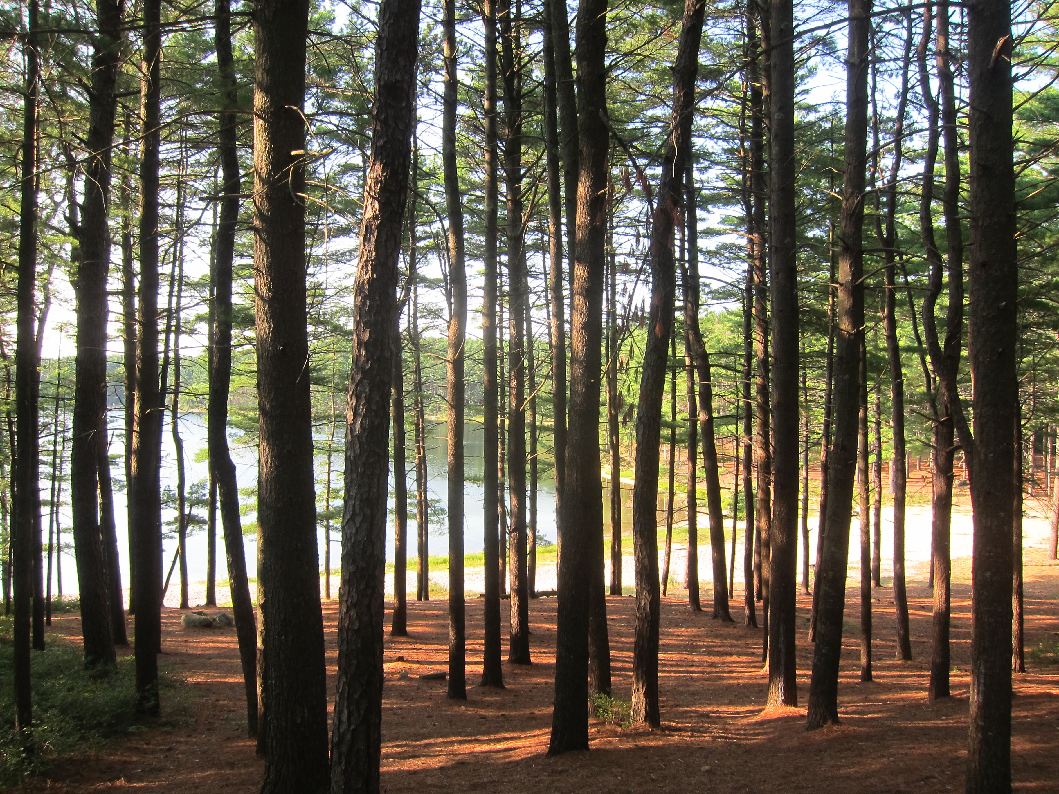 Trees to lakes... what's not to love here?