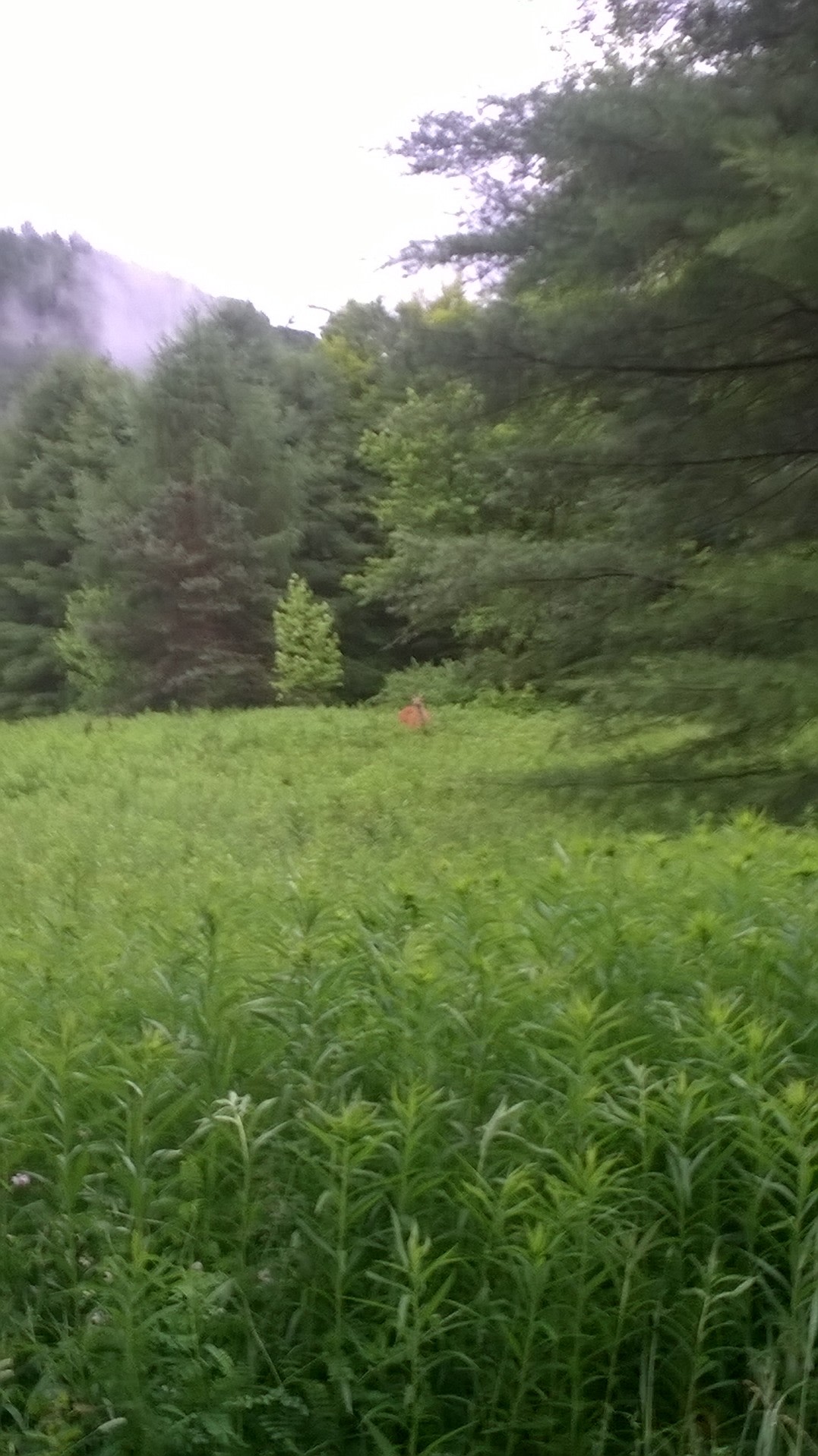 A young buck deep in the forest.