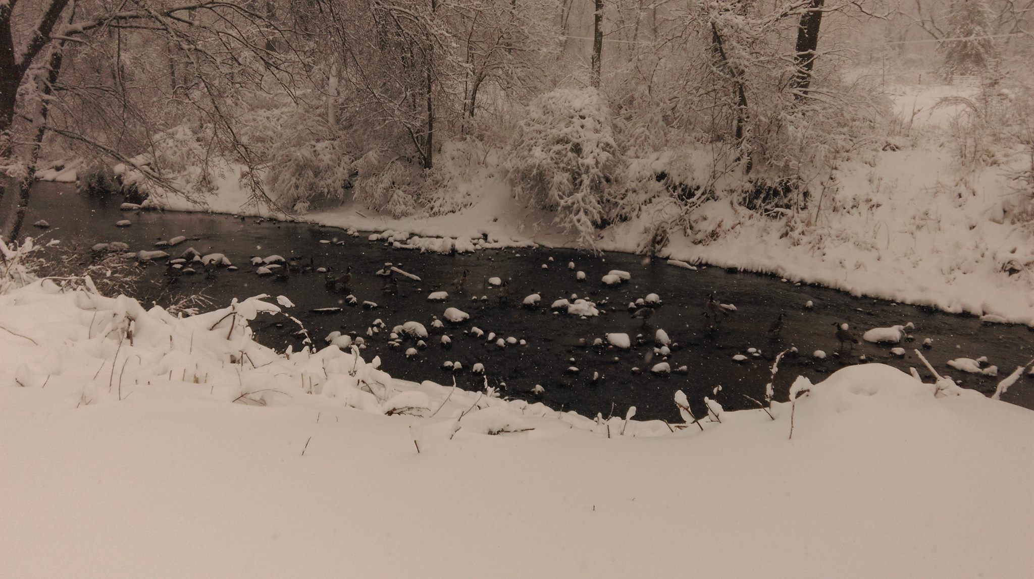 It's snowing, but the brook babbles on...