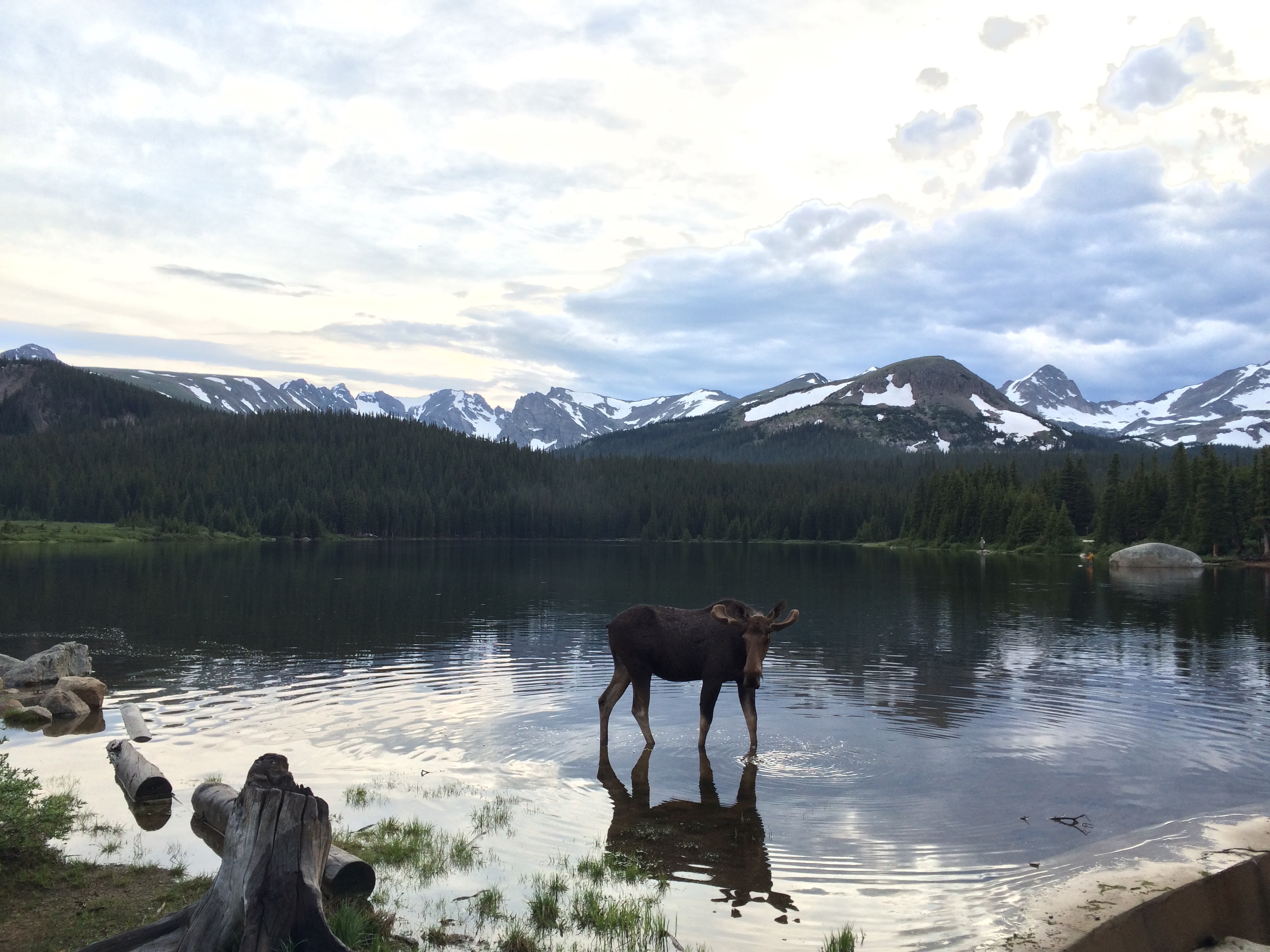 A moose reflects on what makes life great. 