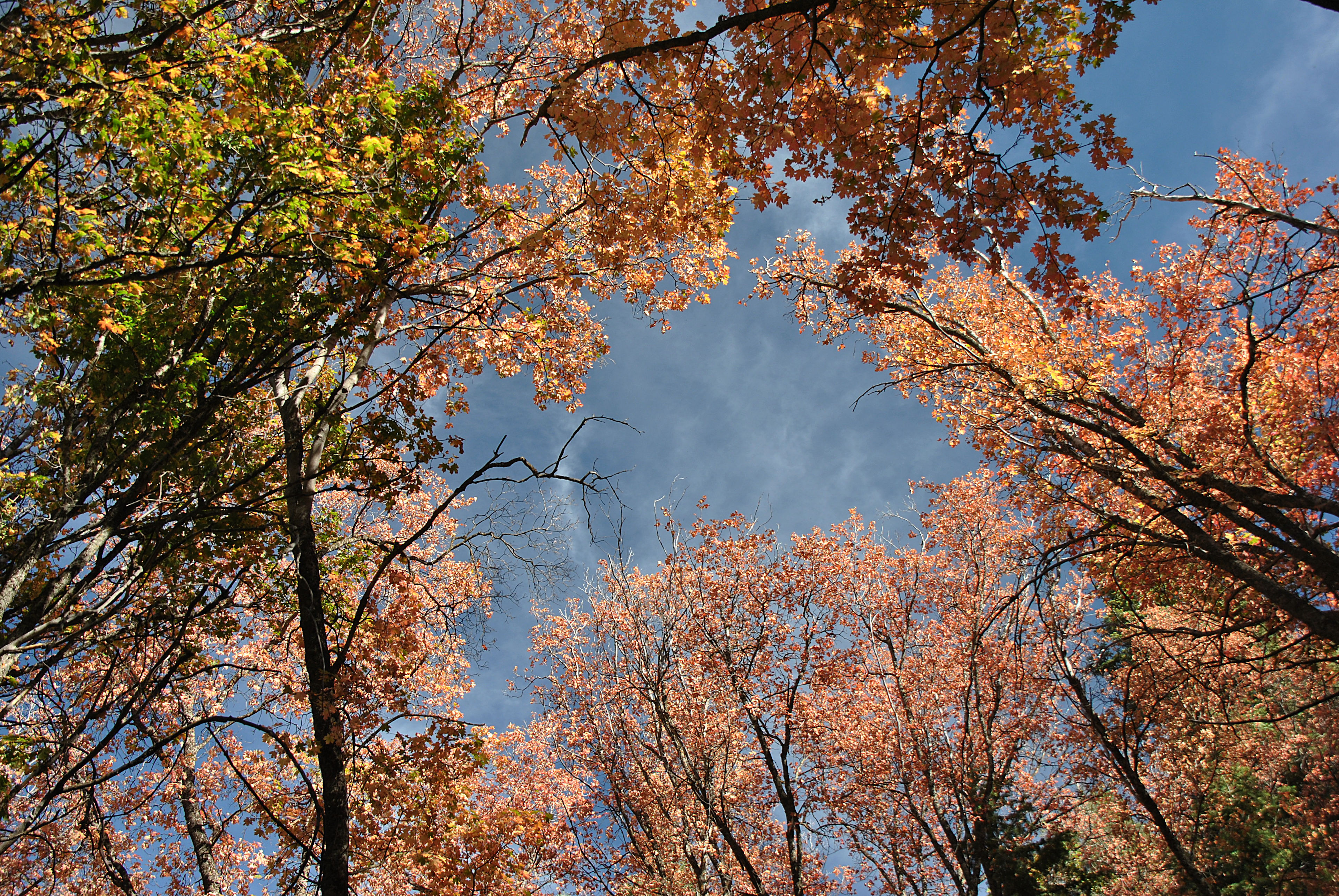 Looking up from site D. Fall is here.
