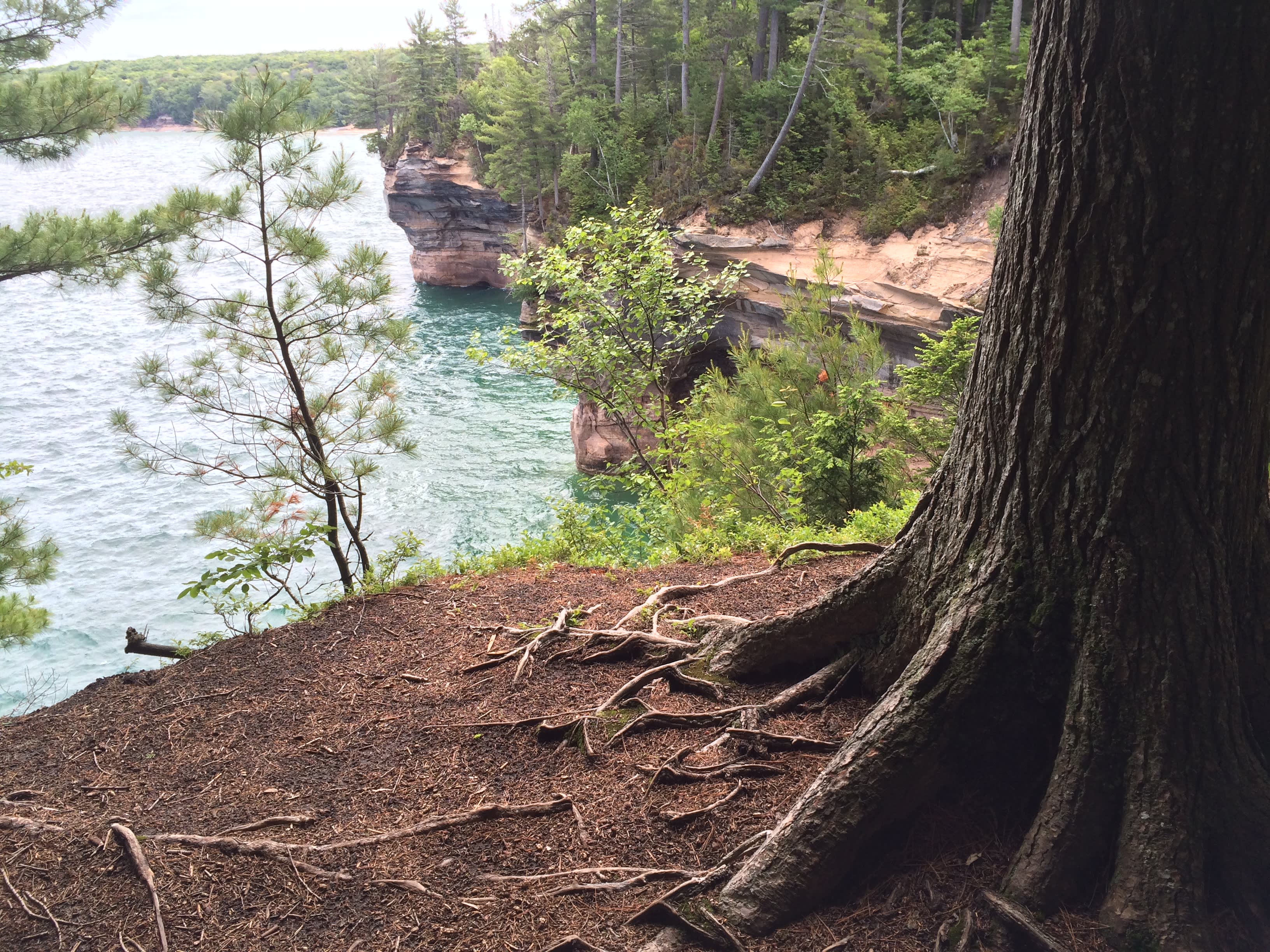 Surrounded by so many resilient and tall trees!