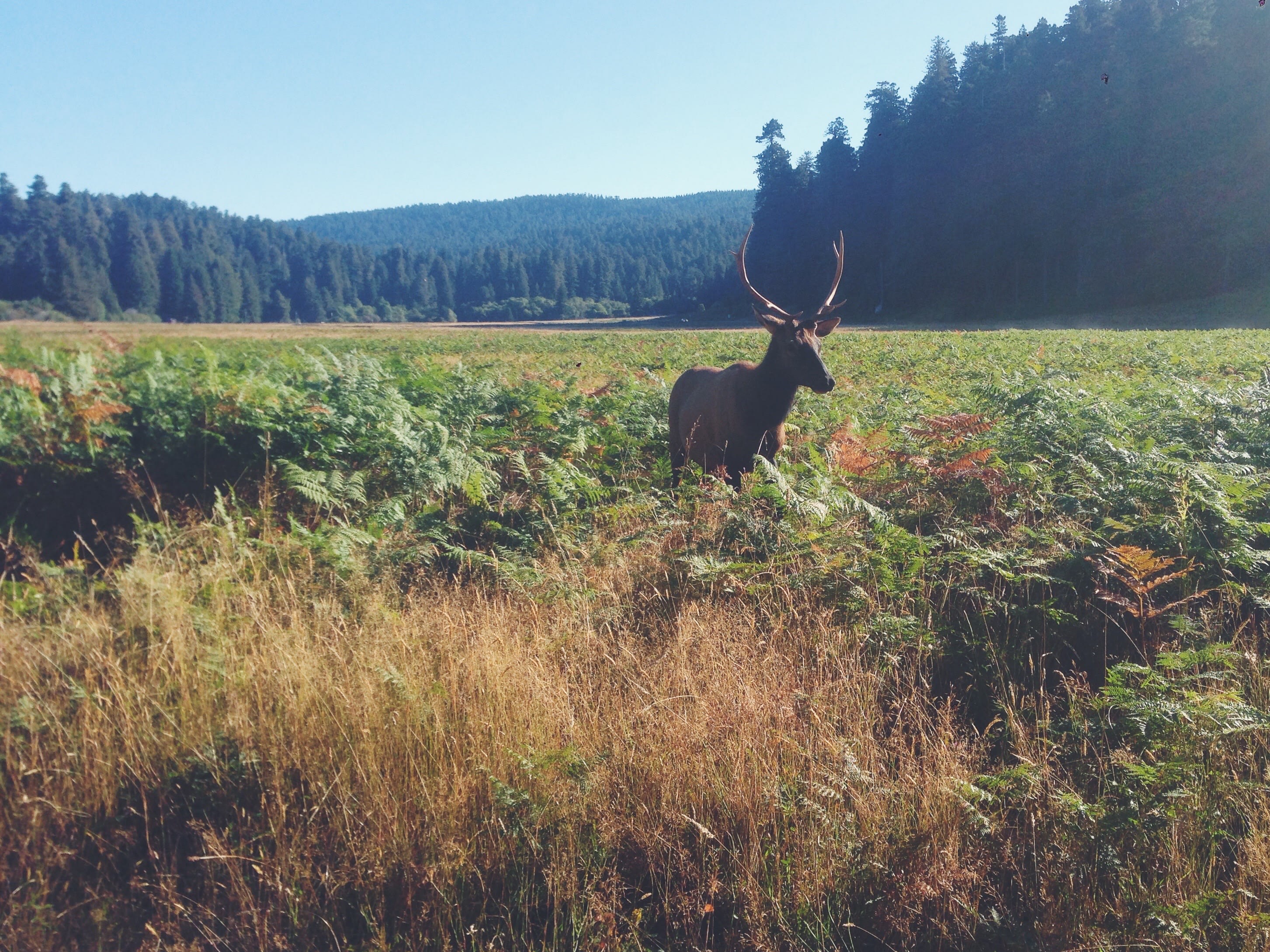 When I woke up, this buck was 10 meters from my tent. 