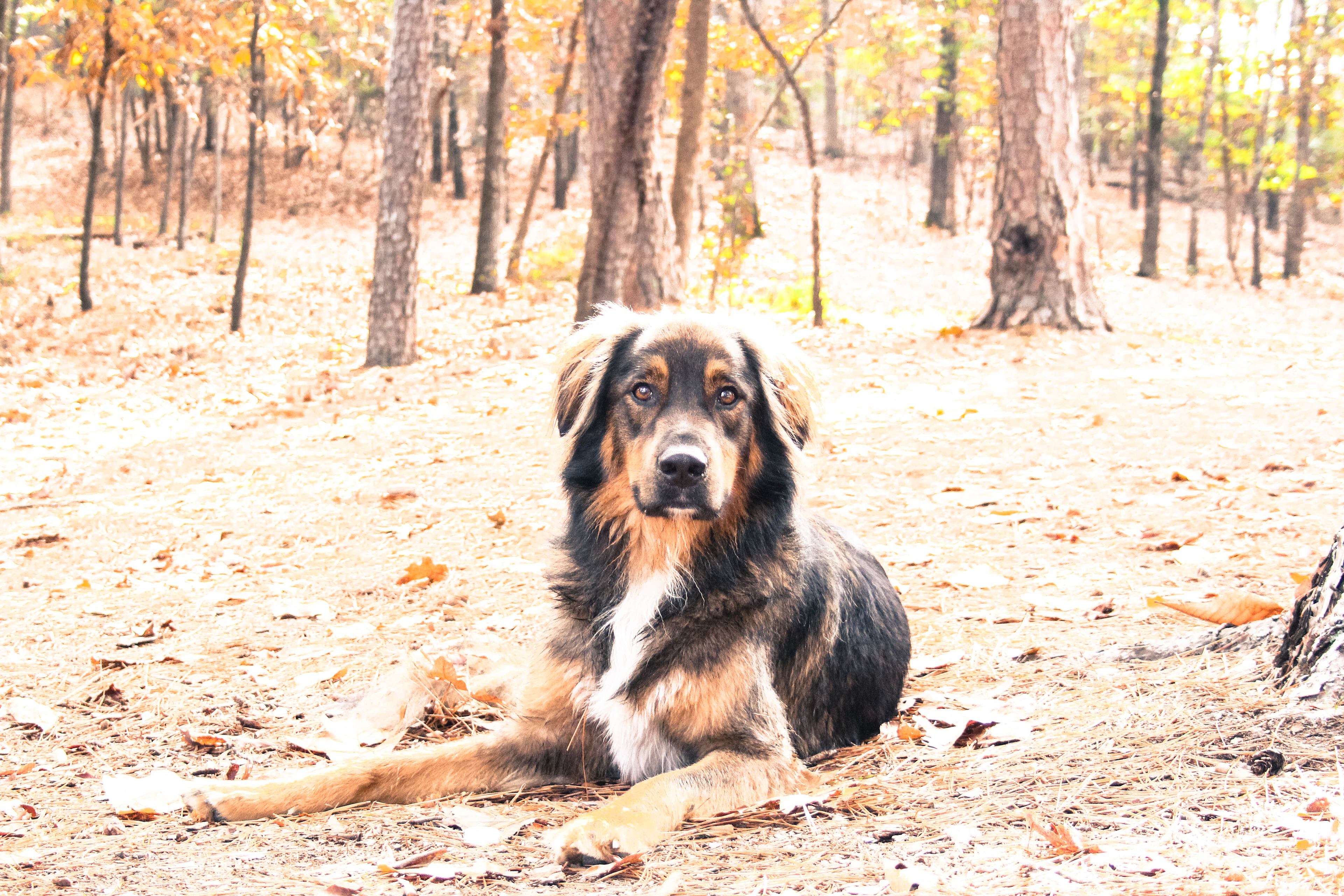 Eagle Drive Campground