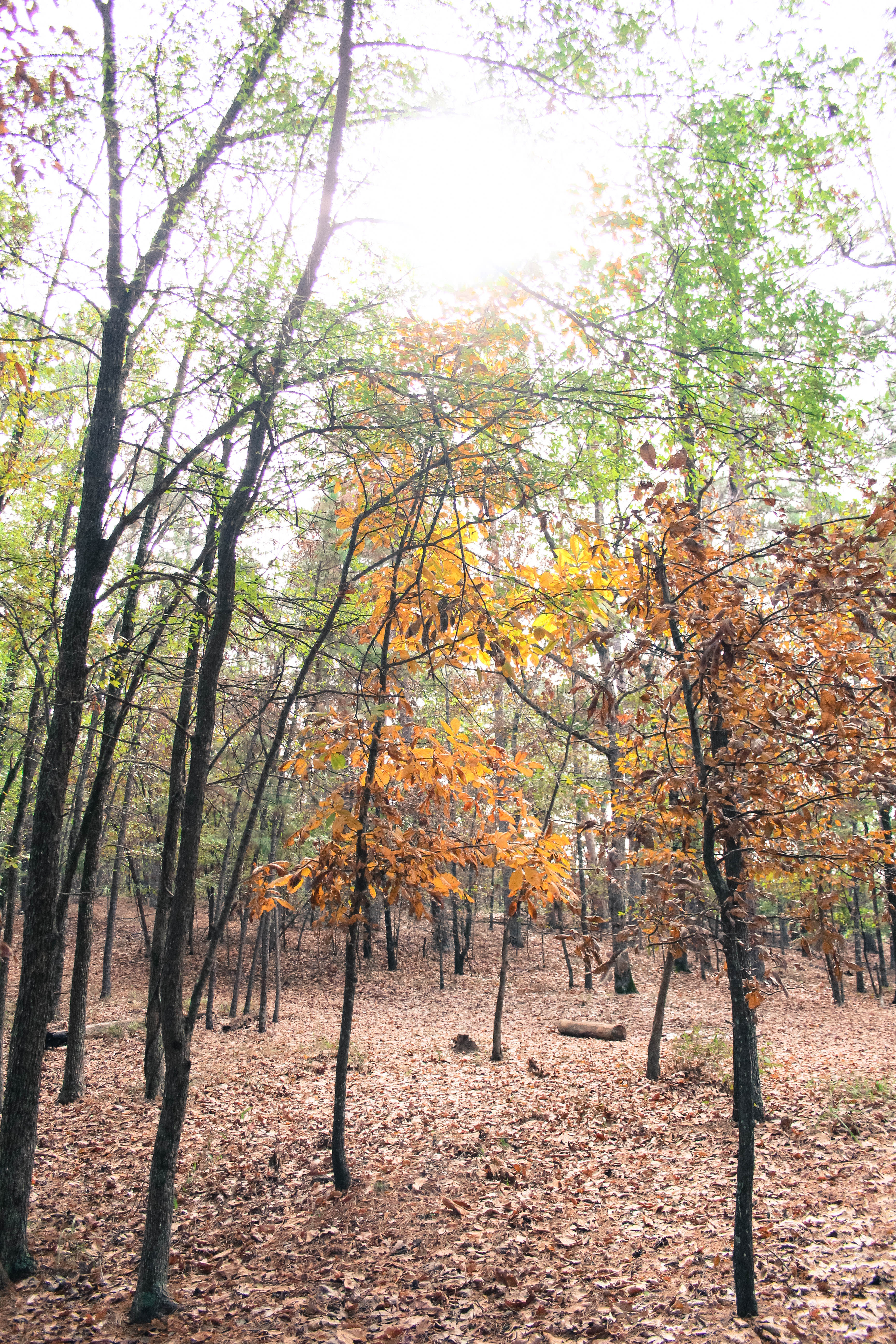 Hochatown State Park
