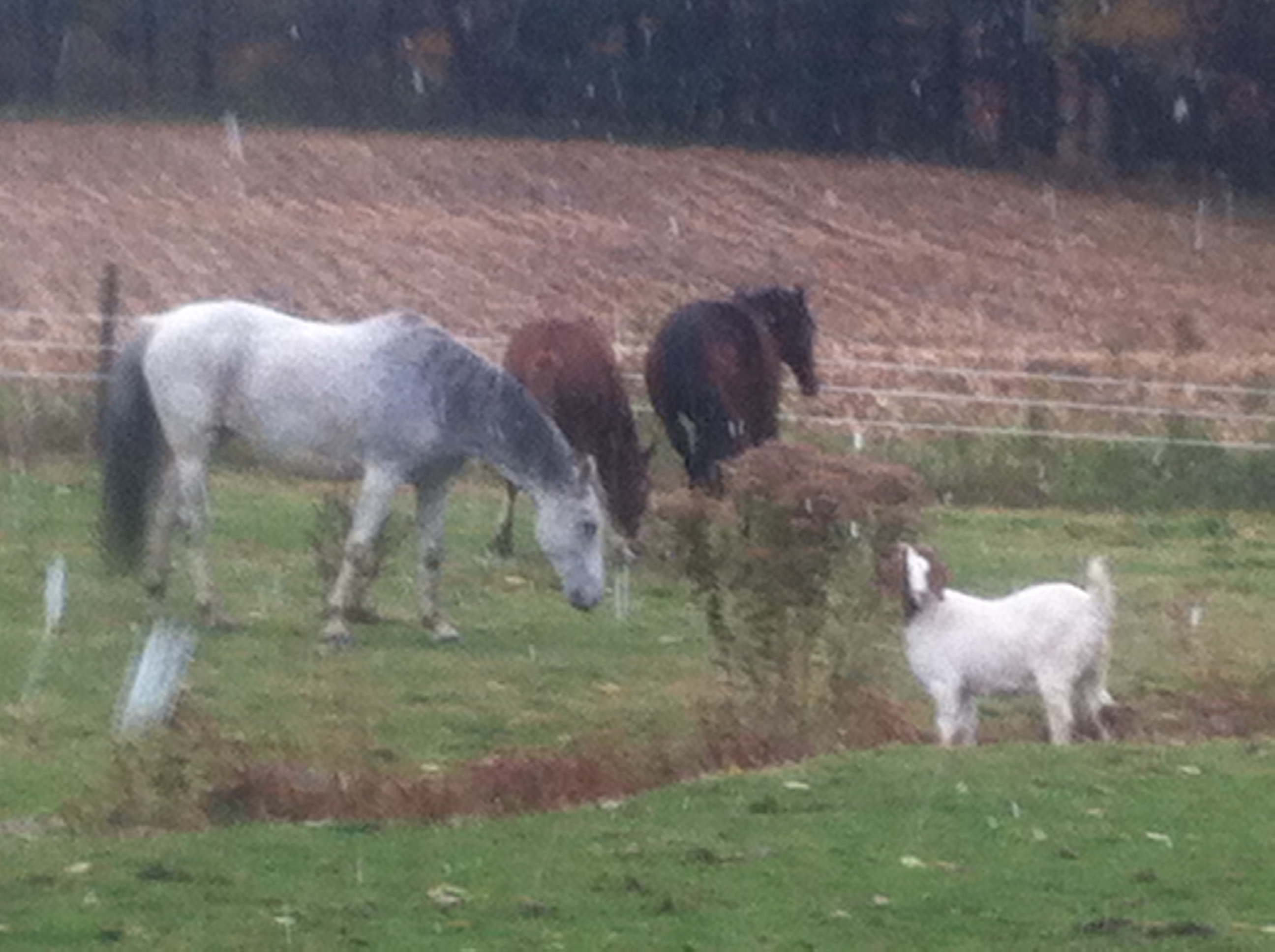 TFO Farm is a horse-lover's paradise.