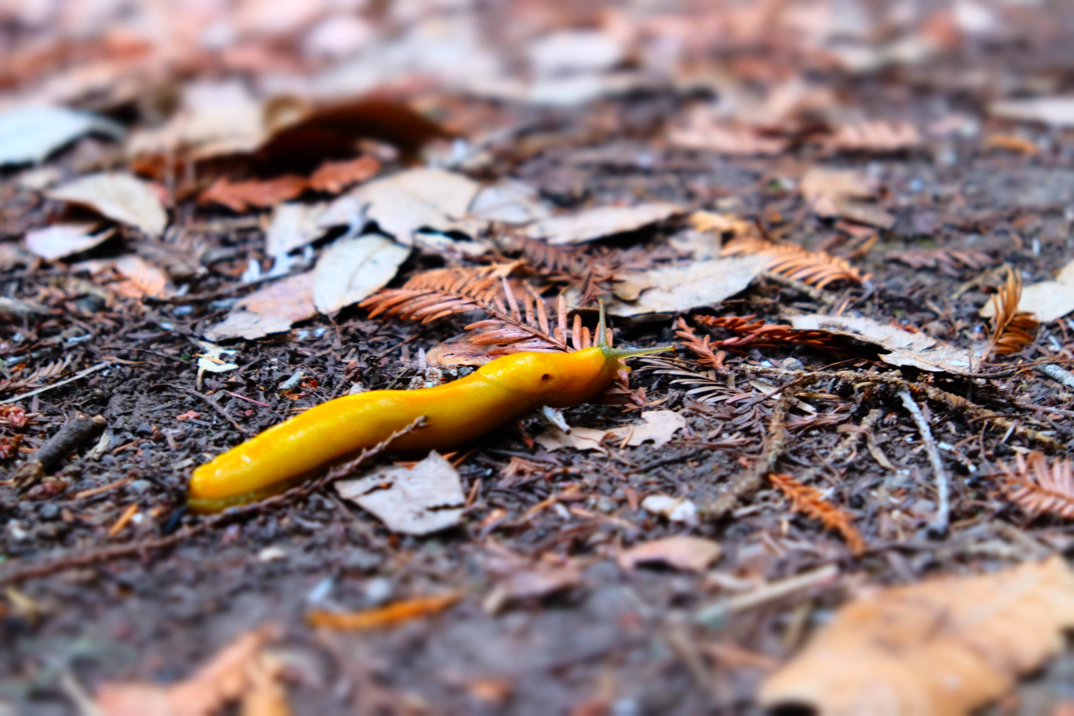 Portola Redwoods Campground