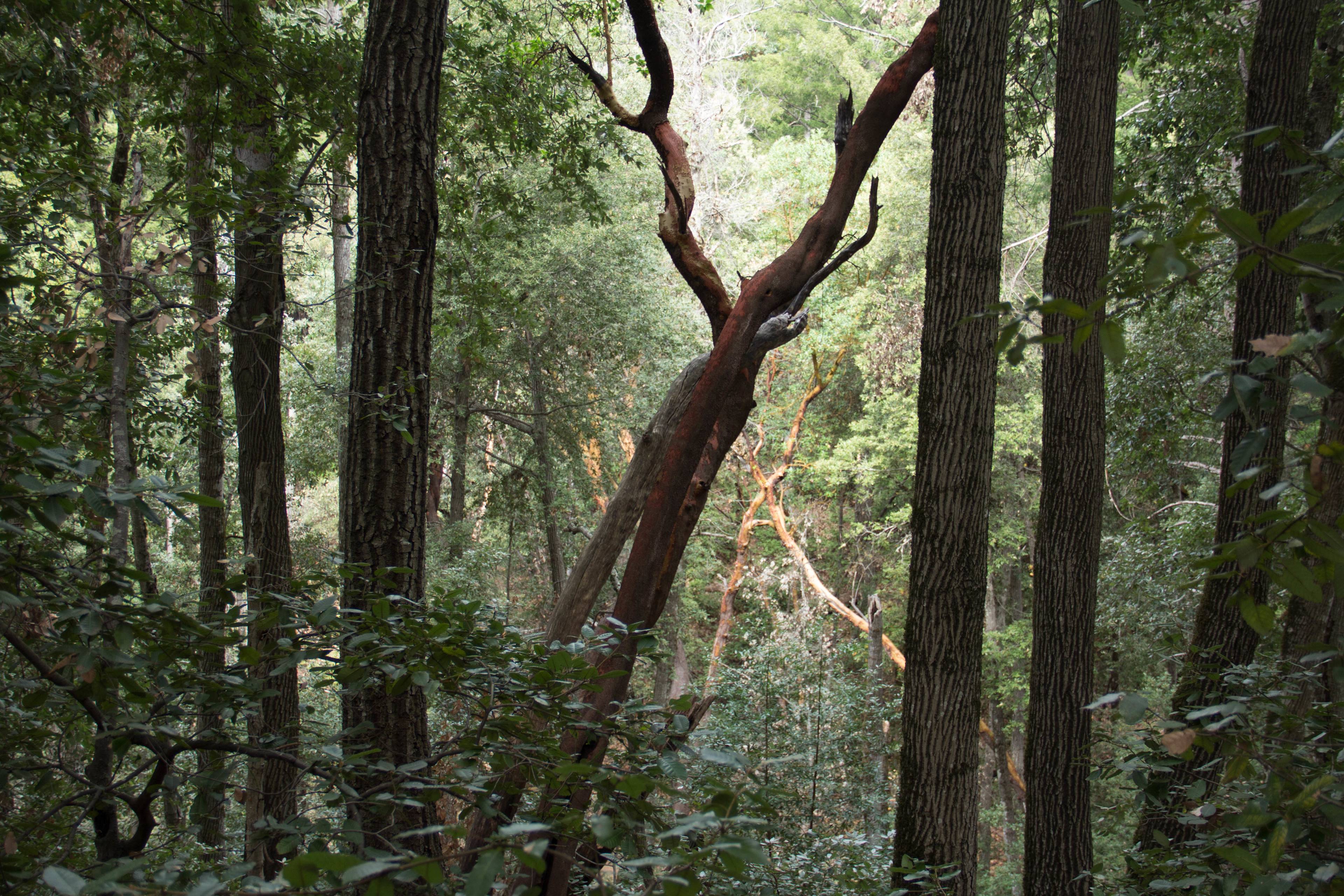 Castle Rock State Park