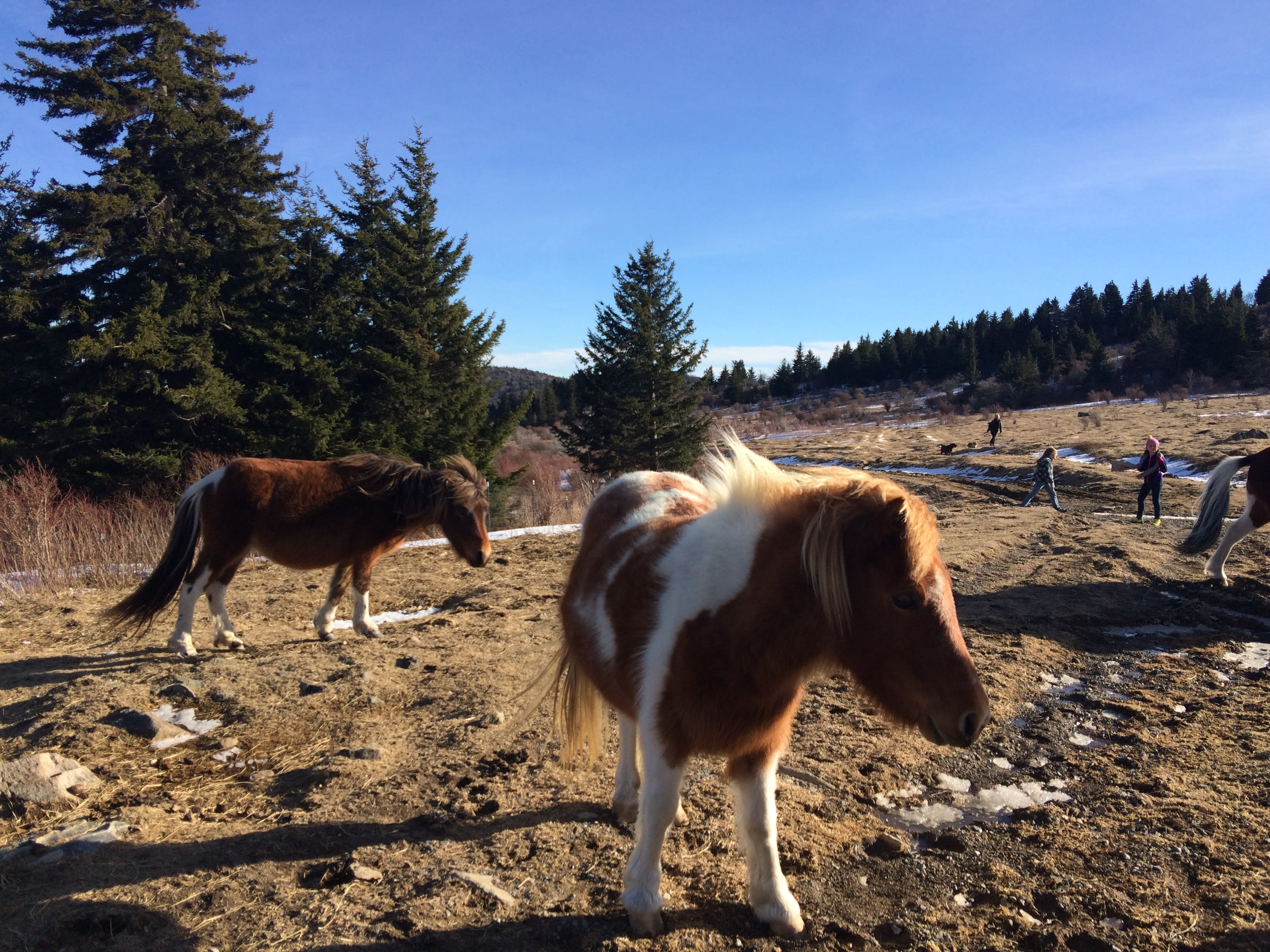 Grayson Highlands State Park