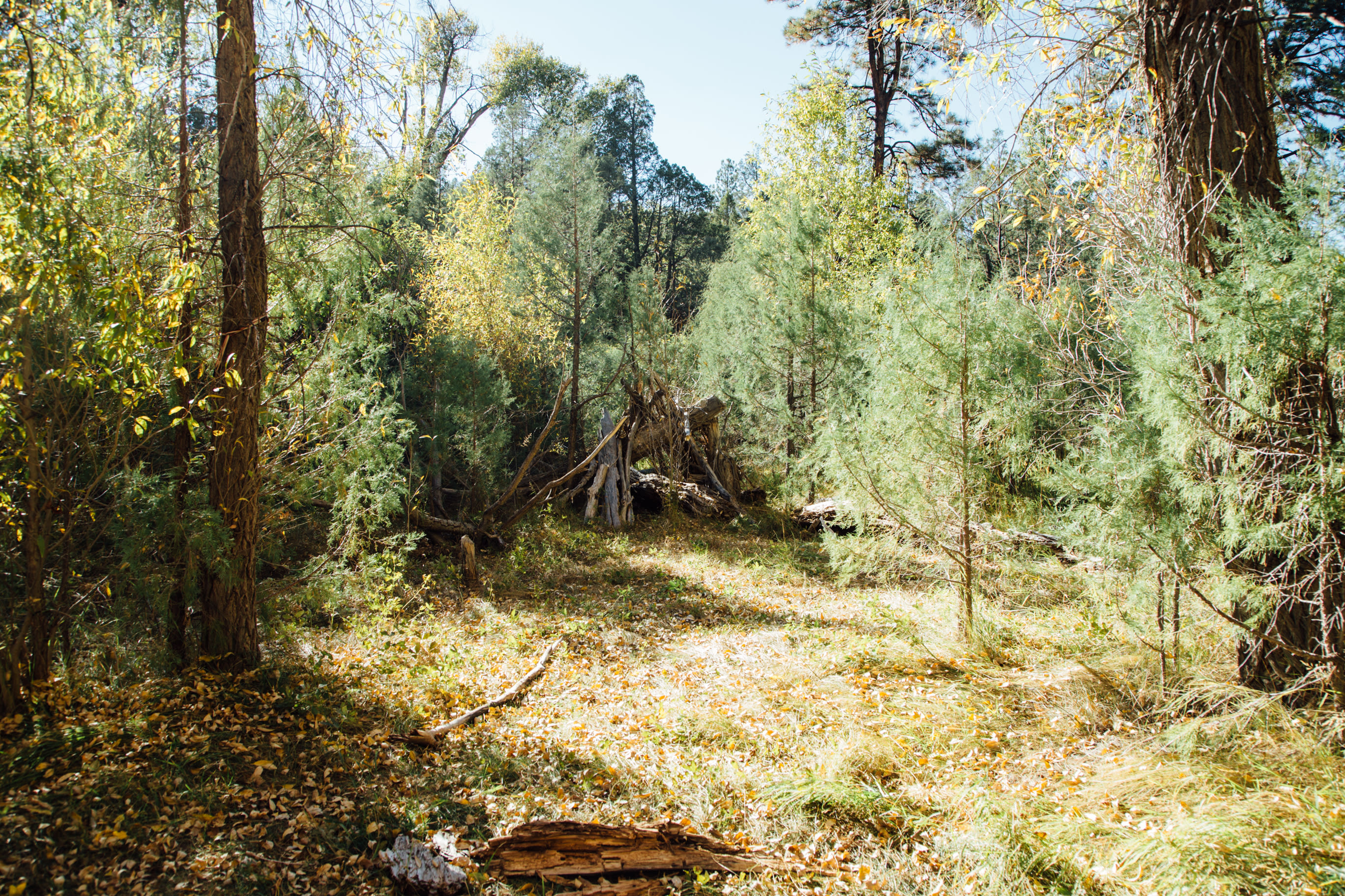The dreamy forests surrounding the campgrounds don't see a lot of visitors.