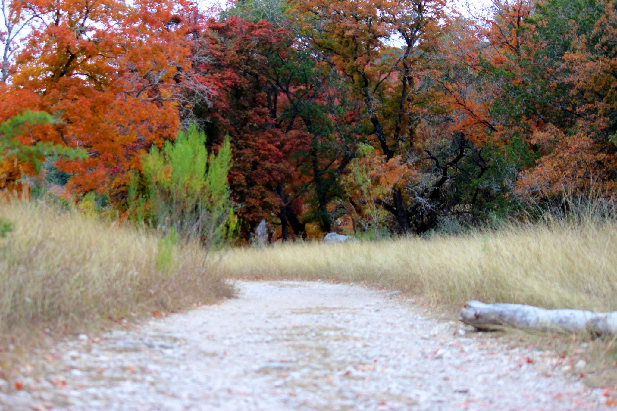 Lost Maples Hike In Campground