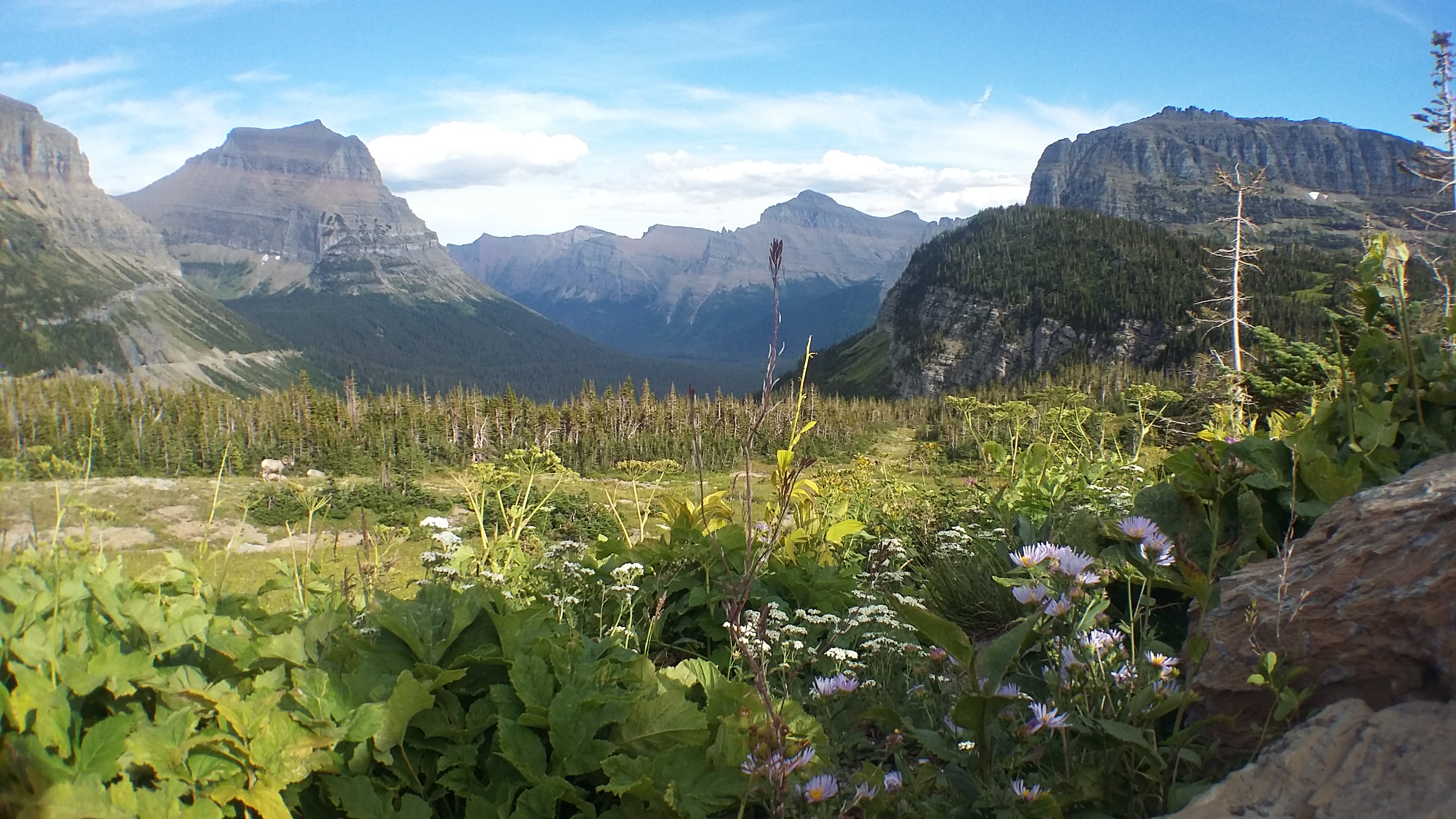 Bighorn Sheep were all over this area, walking through the parking lot and across the road. There are a couple in this pic, in the middle left. So cool!