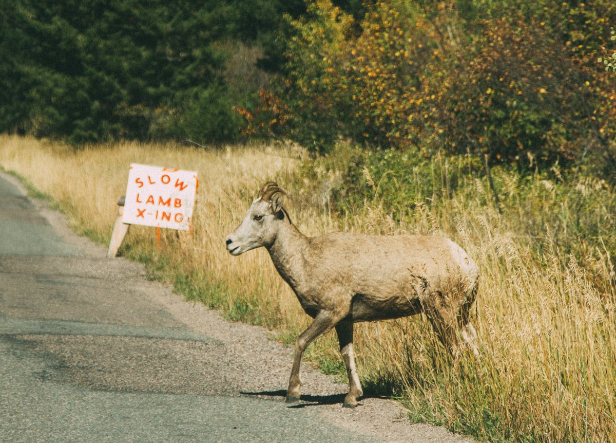 Driving down the road to Rock Creek, you will most likely need to stop for a group of Big Horn Sheep! 