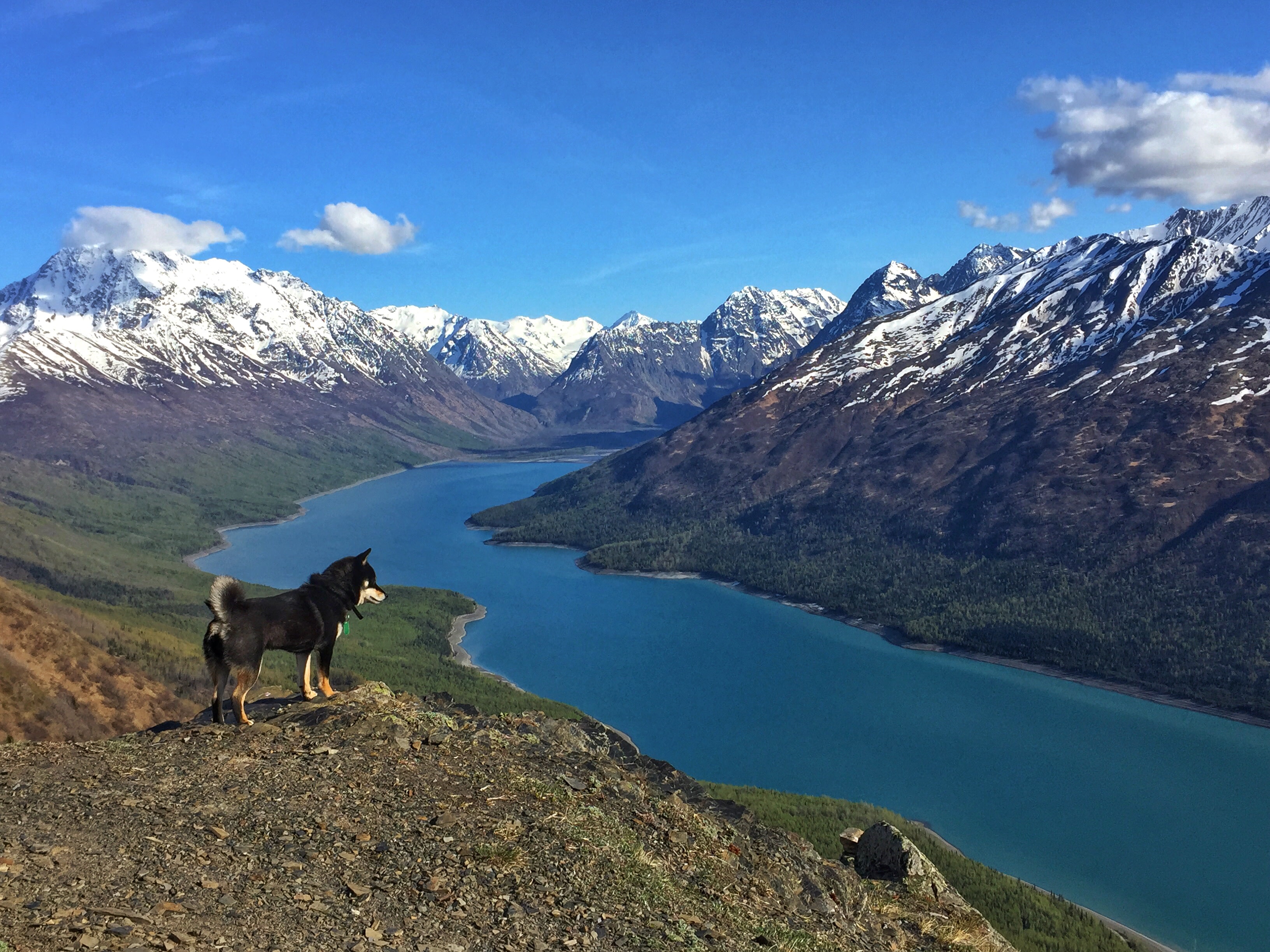 Kyoko the adventure dog agrees...set the tent up at the top.  Look at this view!