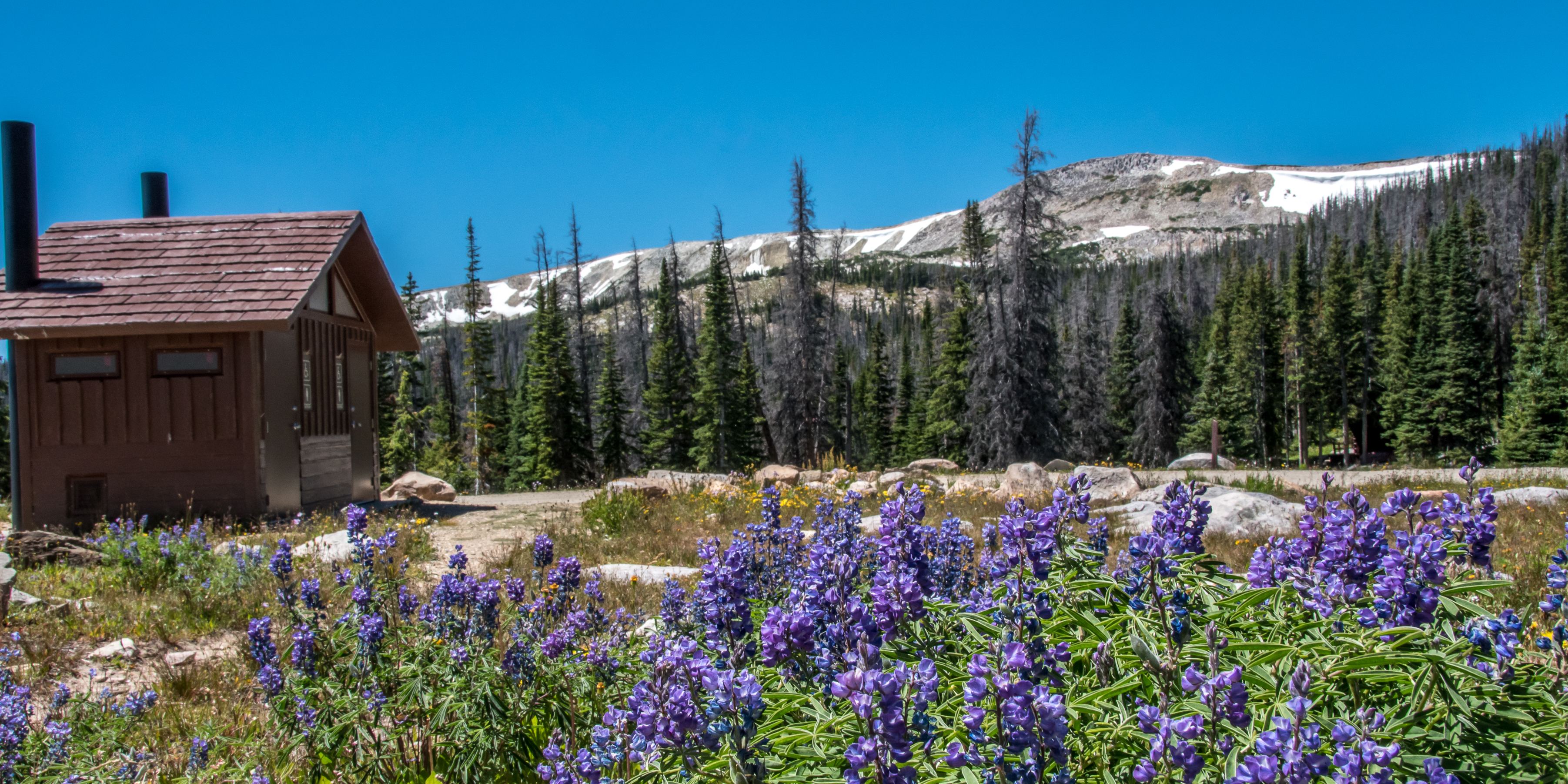 Fields of color surround the campground in July
