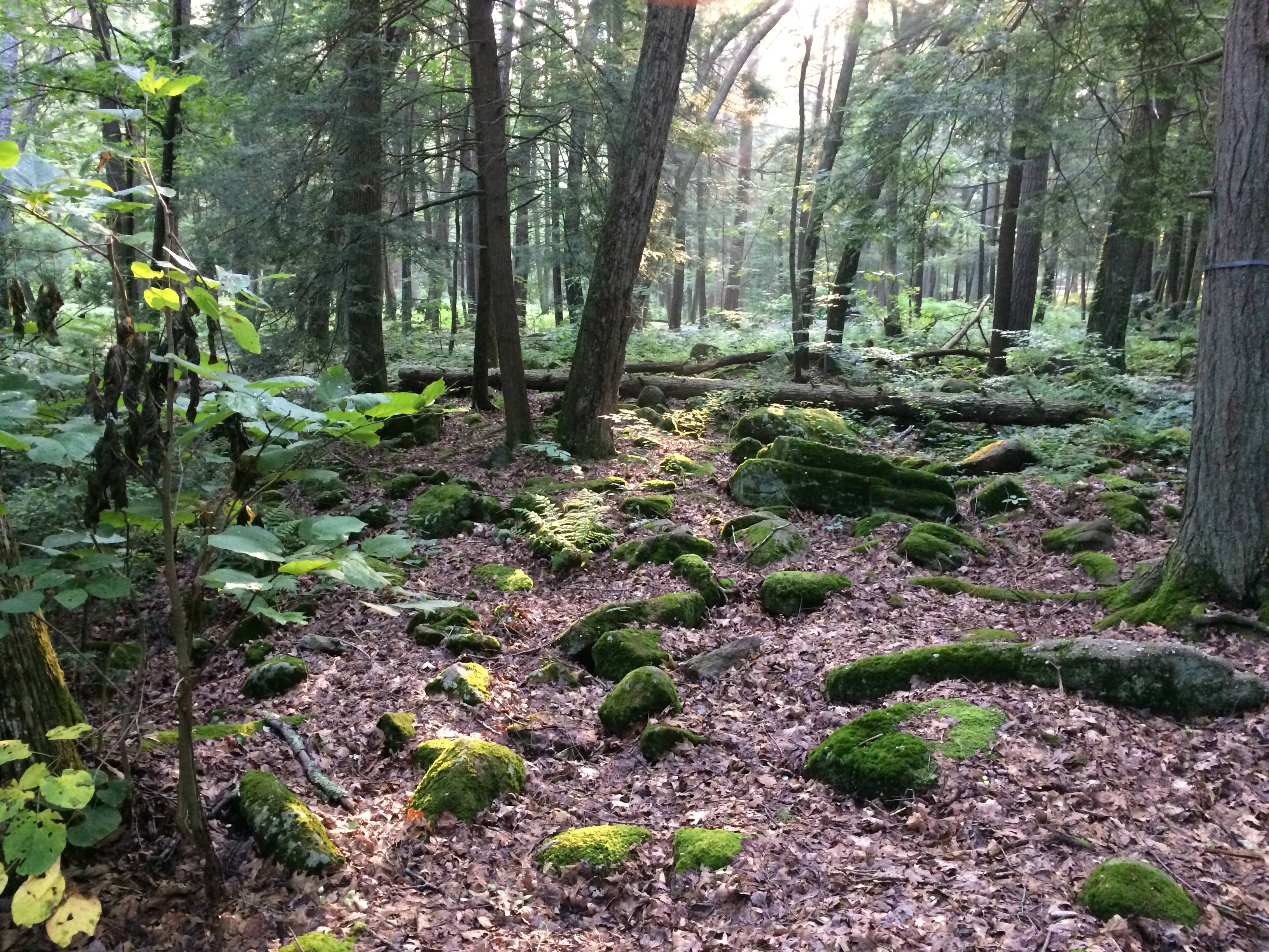 Reeds Gap State Park