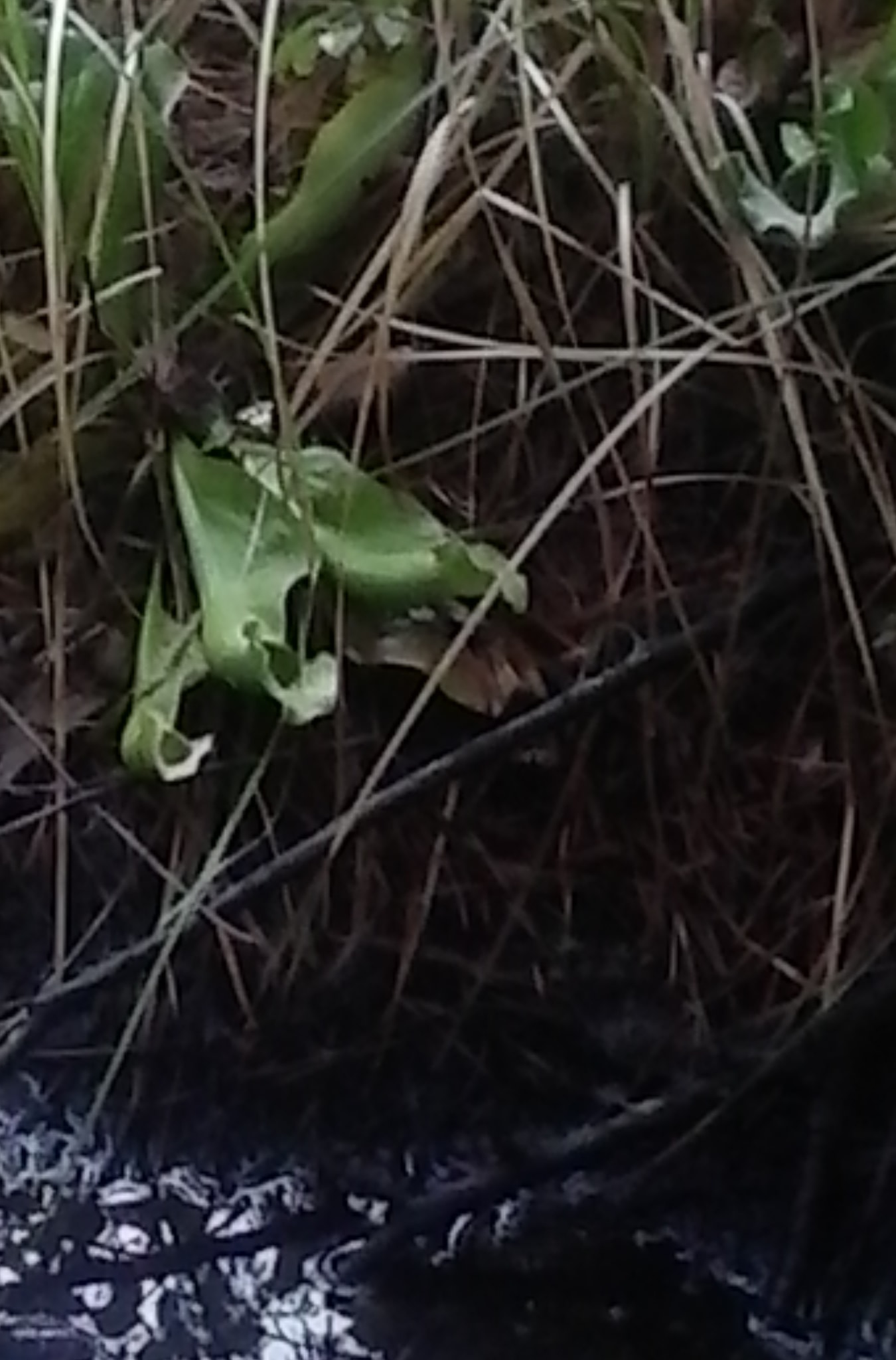 Pitcher Plant in Brendan Byrne State Forest