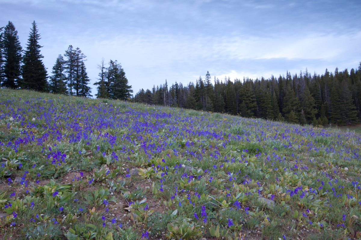 Umatilla National Forest