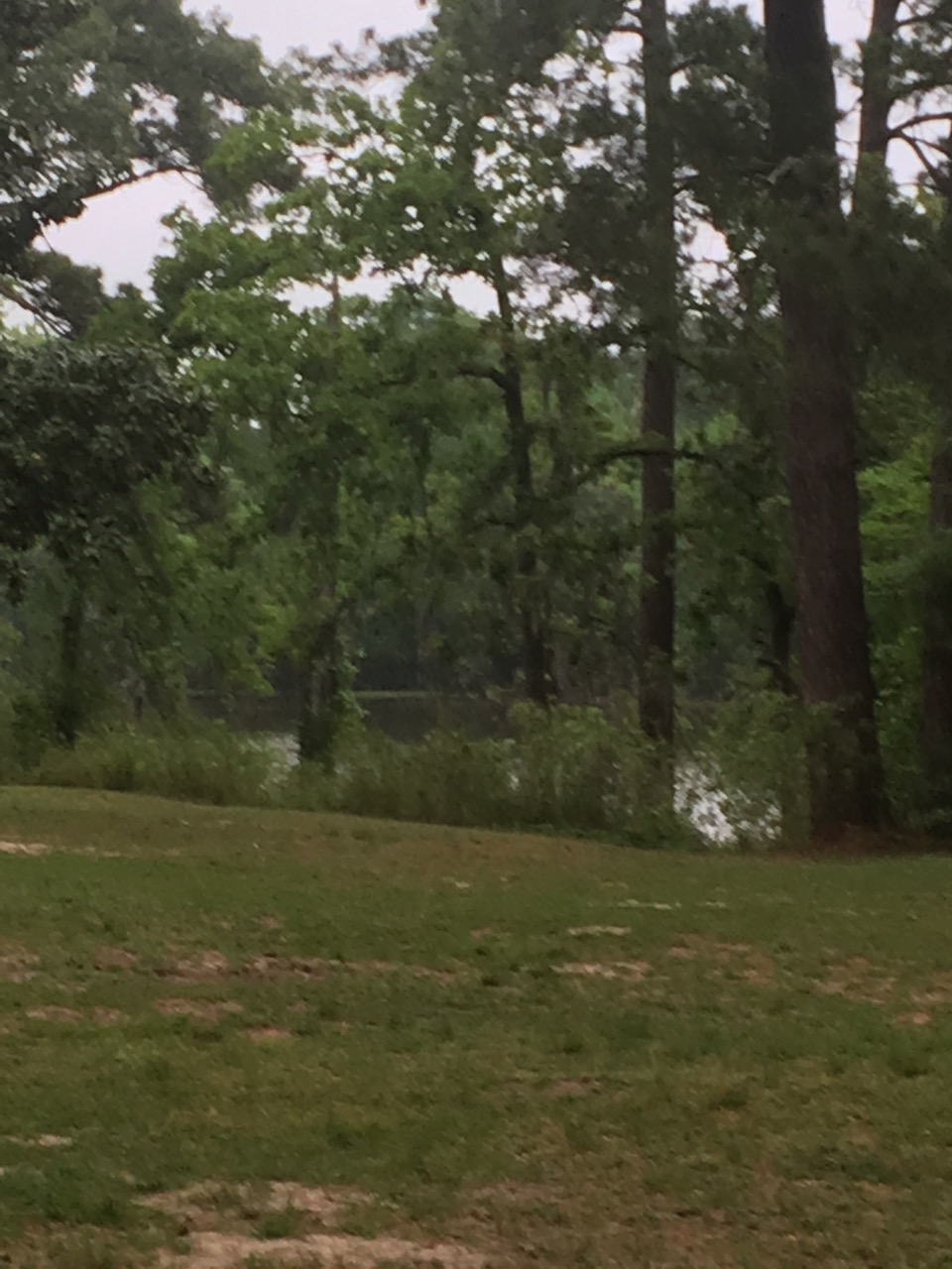 The lake through the trees