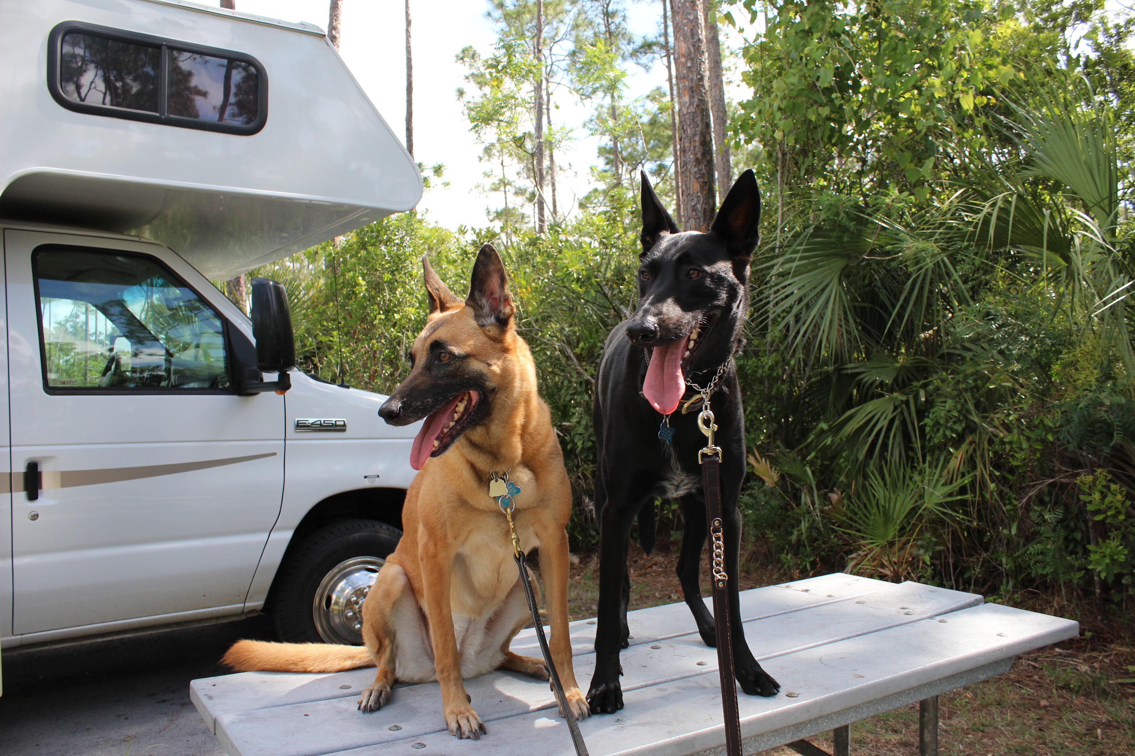 Having fun at Long Pine Key Campground. As you can see, it's much more heavily wooded than Flamingo, hence a greater sense of privacy.
