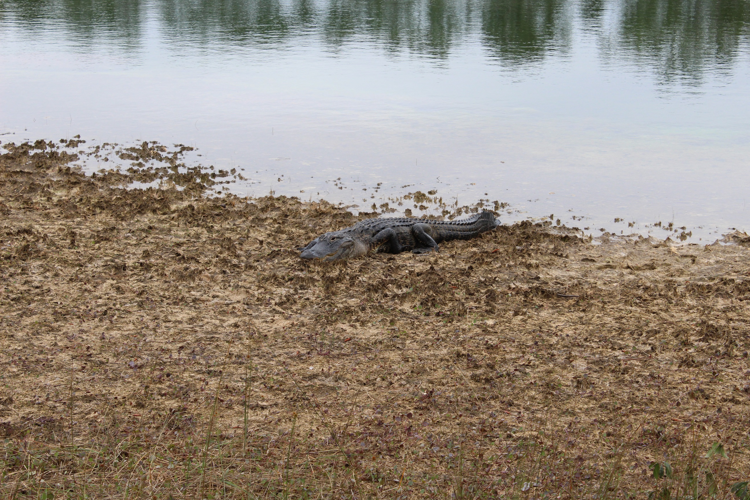 A local resident of LPK Campground. Watch out for this guy, he will sneak up on you! He was making his way towards my husband while no one was looking!