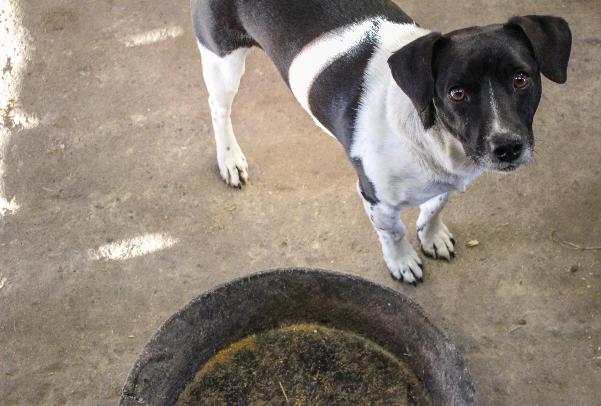 Roscoe is such a lover.