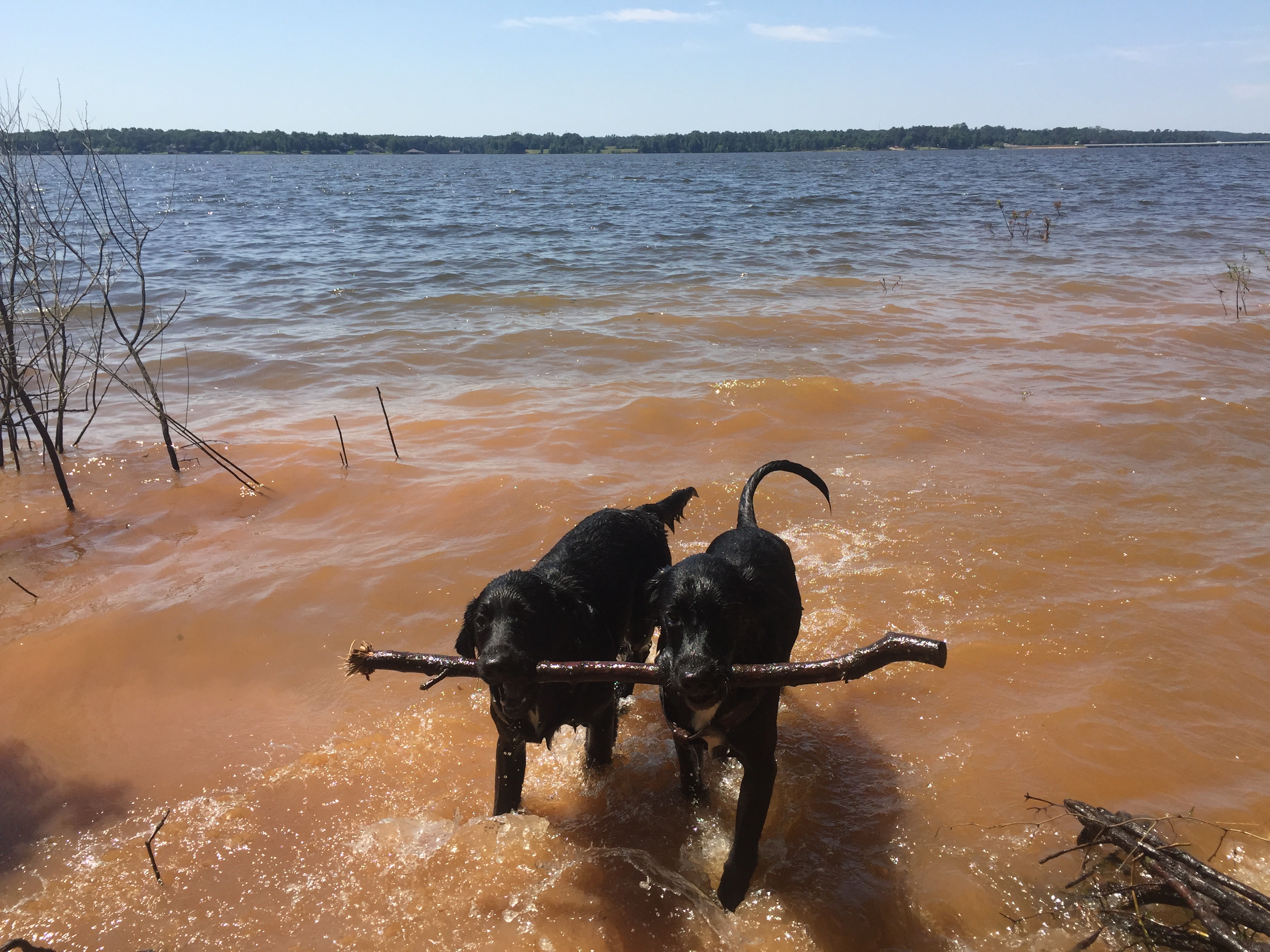 Pups aren't allowed in the public swimming area(located by the fishing dock), but here they were able to play till their little hearts were content 