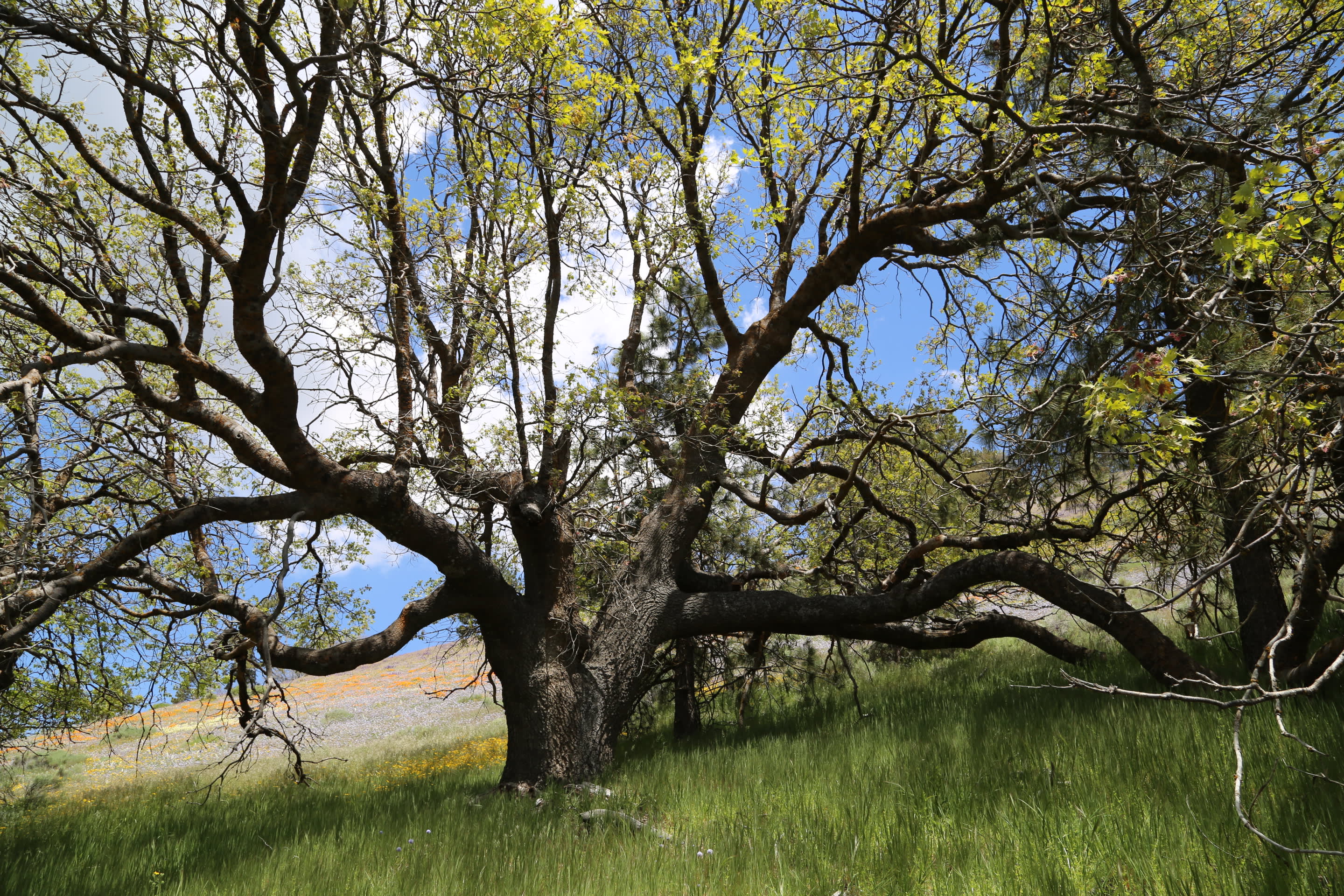 Antelope Canyon Ranch