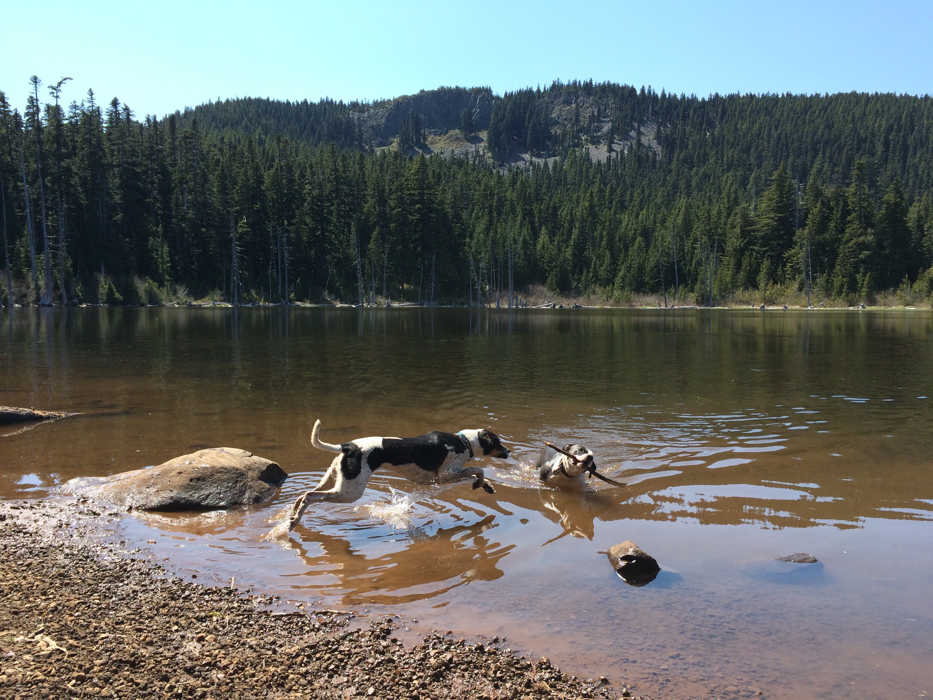 The shore of Rainy Lake is just a short walk from the campground. 