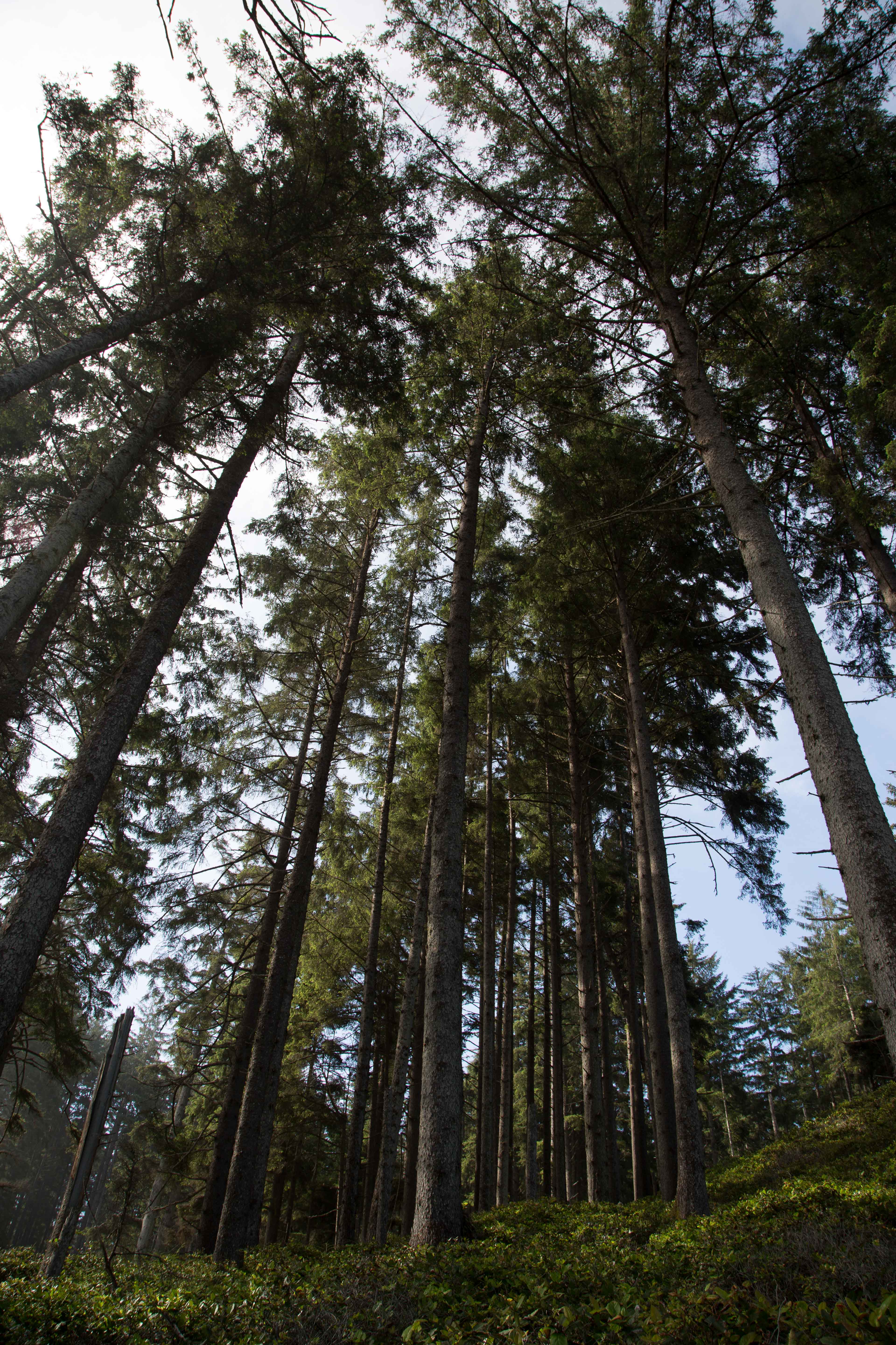 Sue-meg State Park (Patrick's Point State Park)