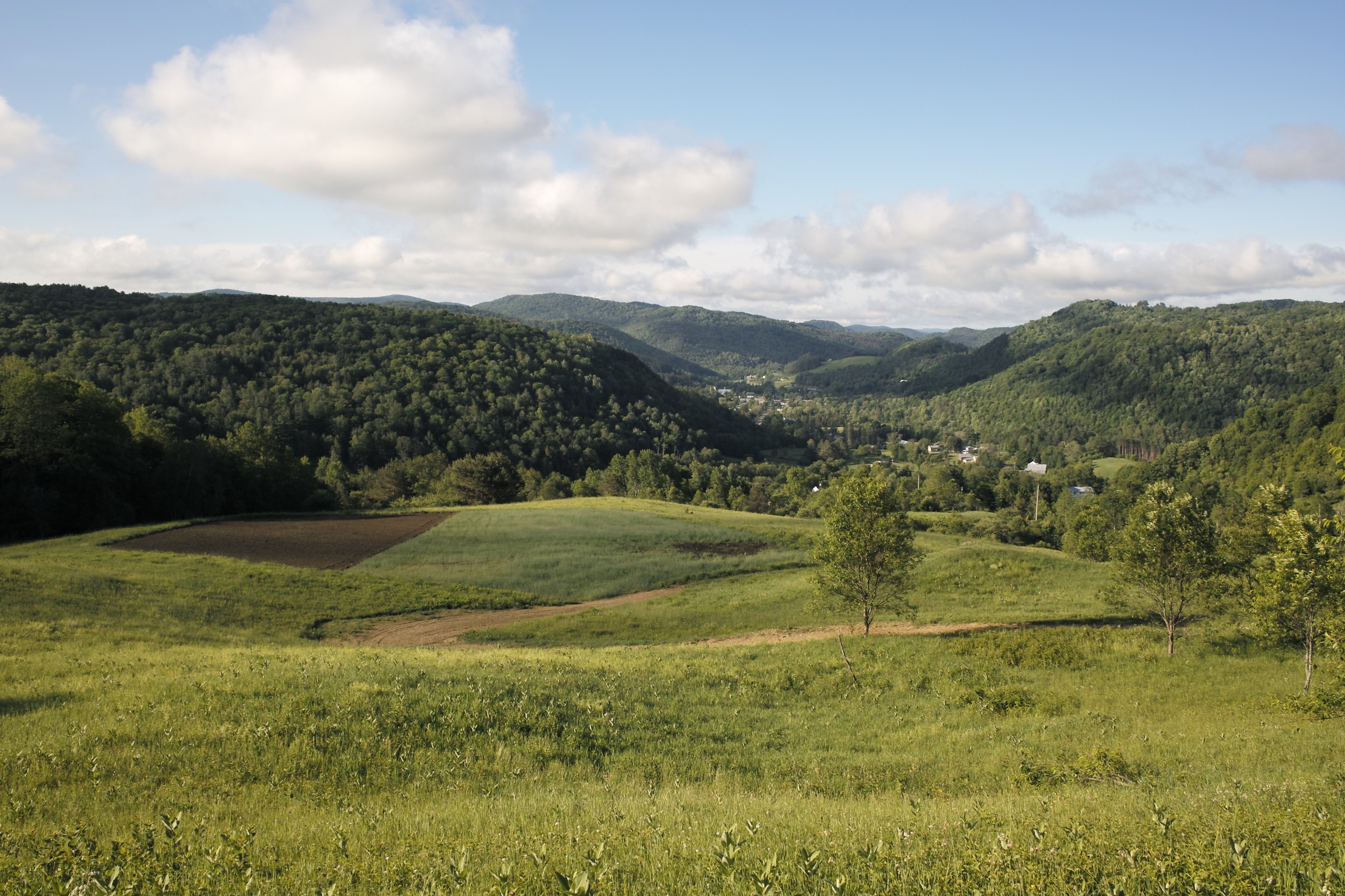 A view of Chelsea village in early summer.