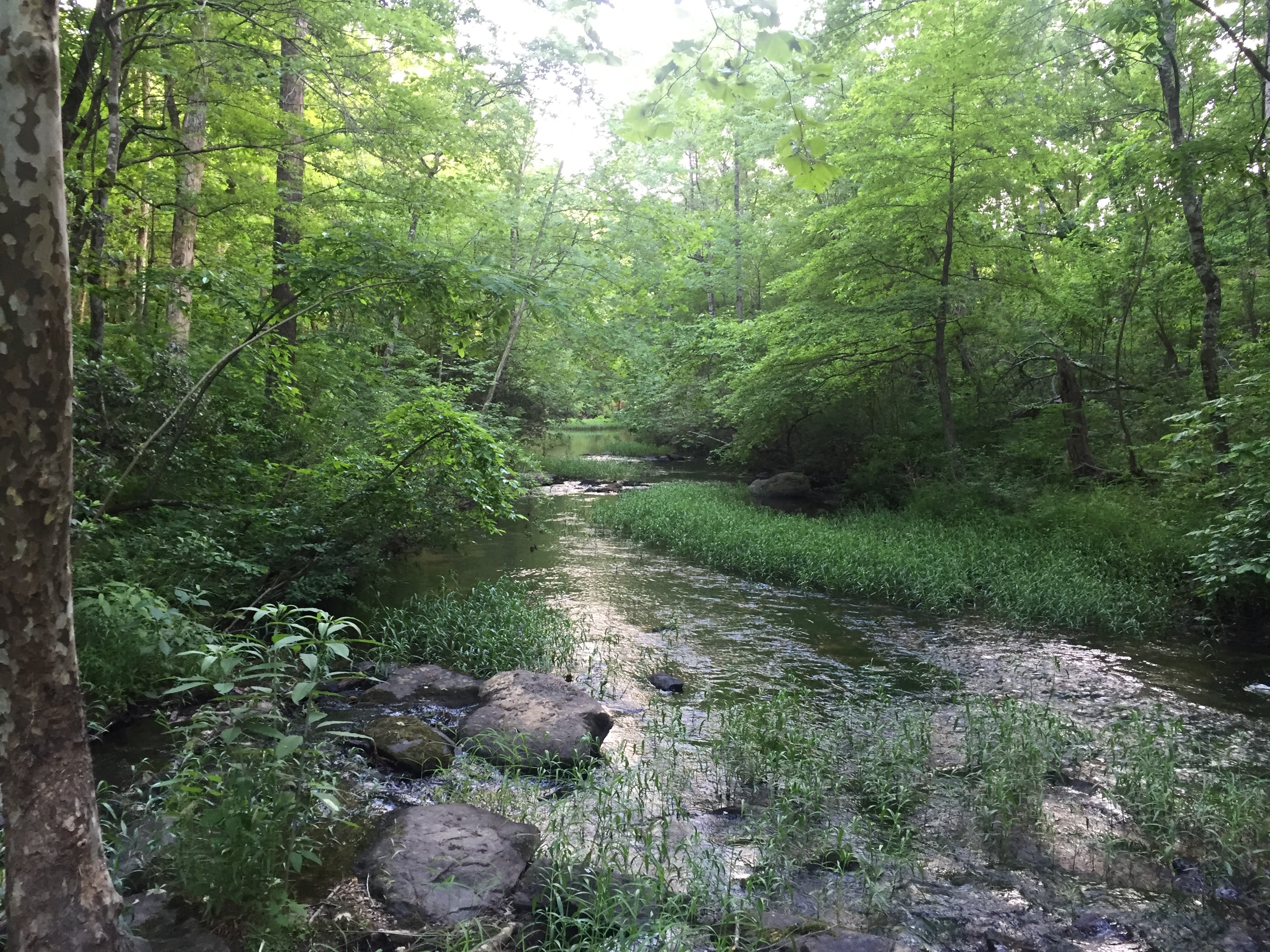 Great large rocks to sit and ponder as the stream rolls by.