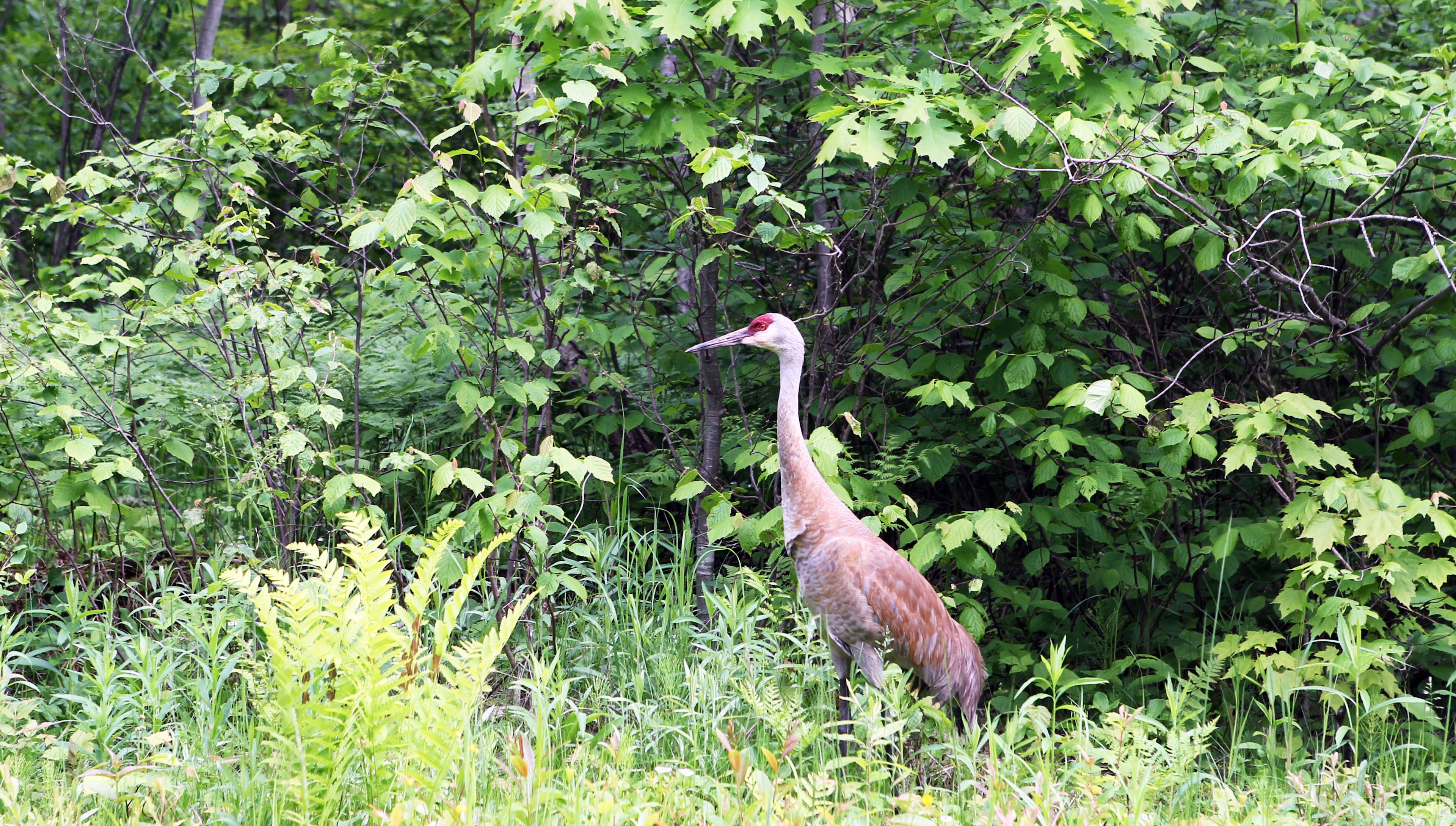 Sandhill cranes call Madeline Island, in Lake Superior, home.  This crane wandered into Big Bay's campsite when I stayed there in early June.