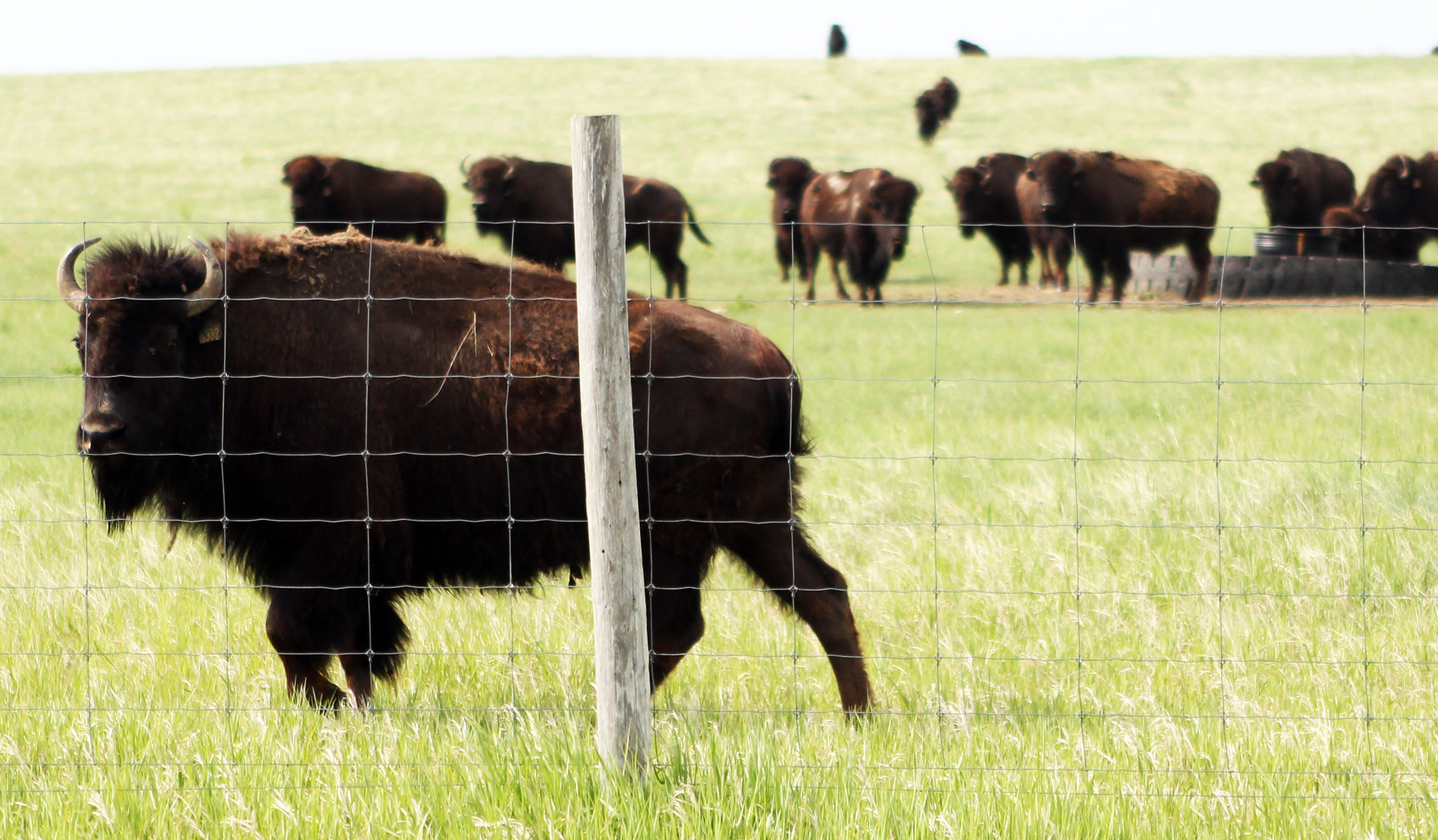 Buffalo enclosure near the Fort Pierre National Grasslands.  Don't freak out when, after the sun goes completely down and it's lights-out, you hear distinct munching sounds right outside your tent.  Everyone's friendly hereabouts.